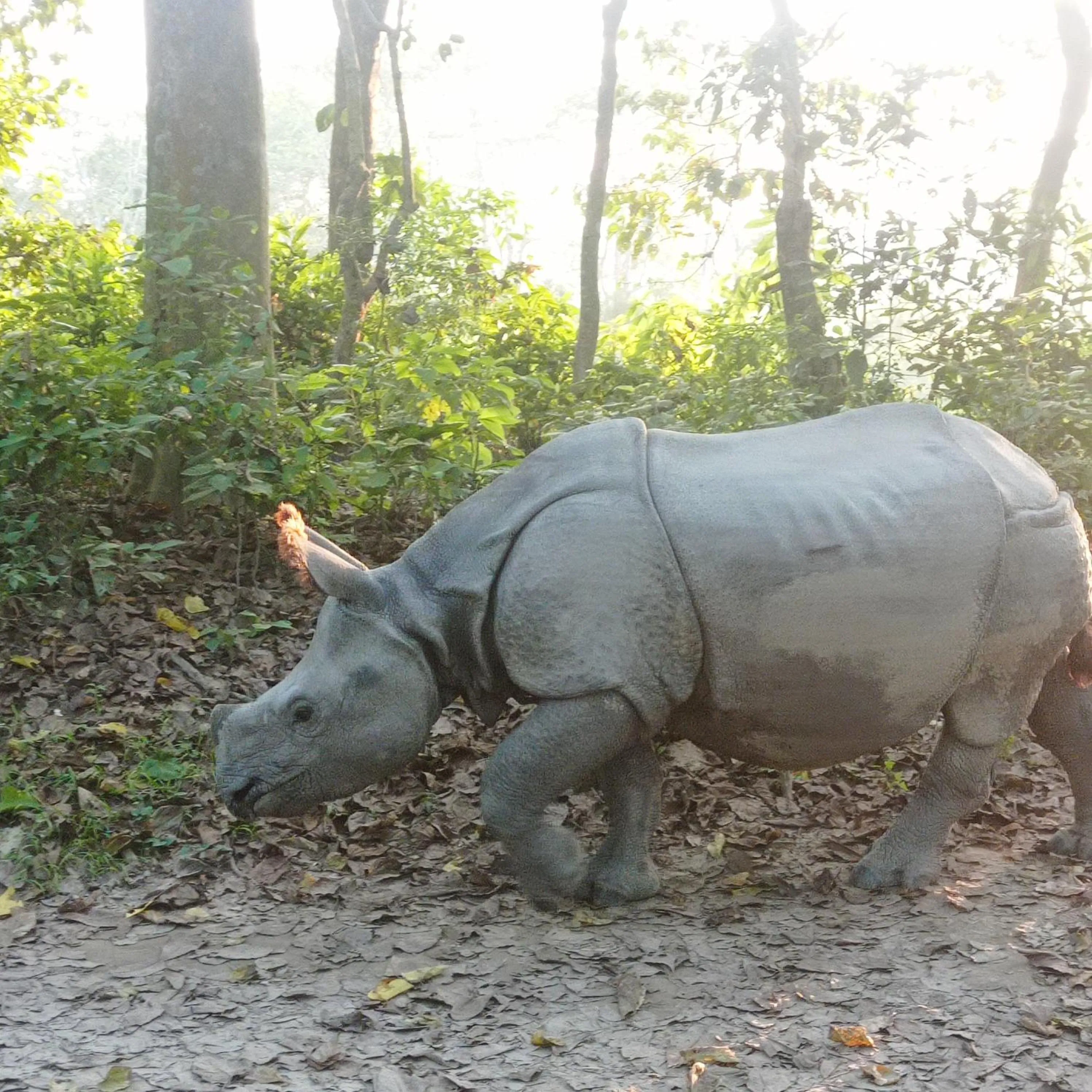 Animals in Tiger Residency Resort