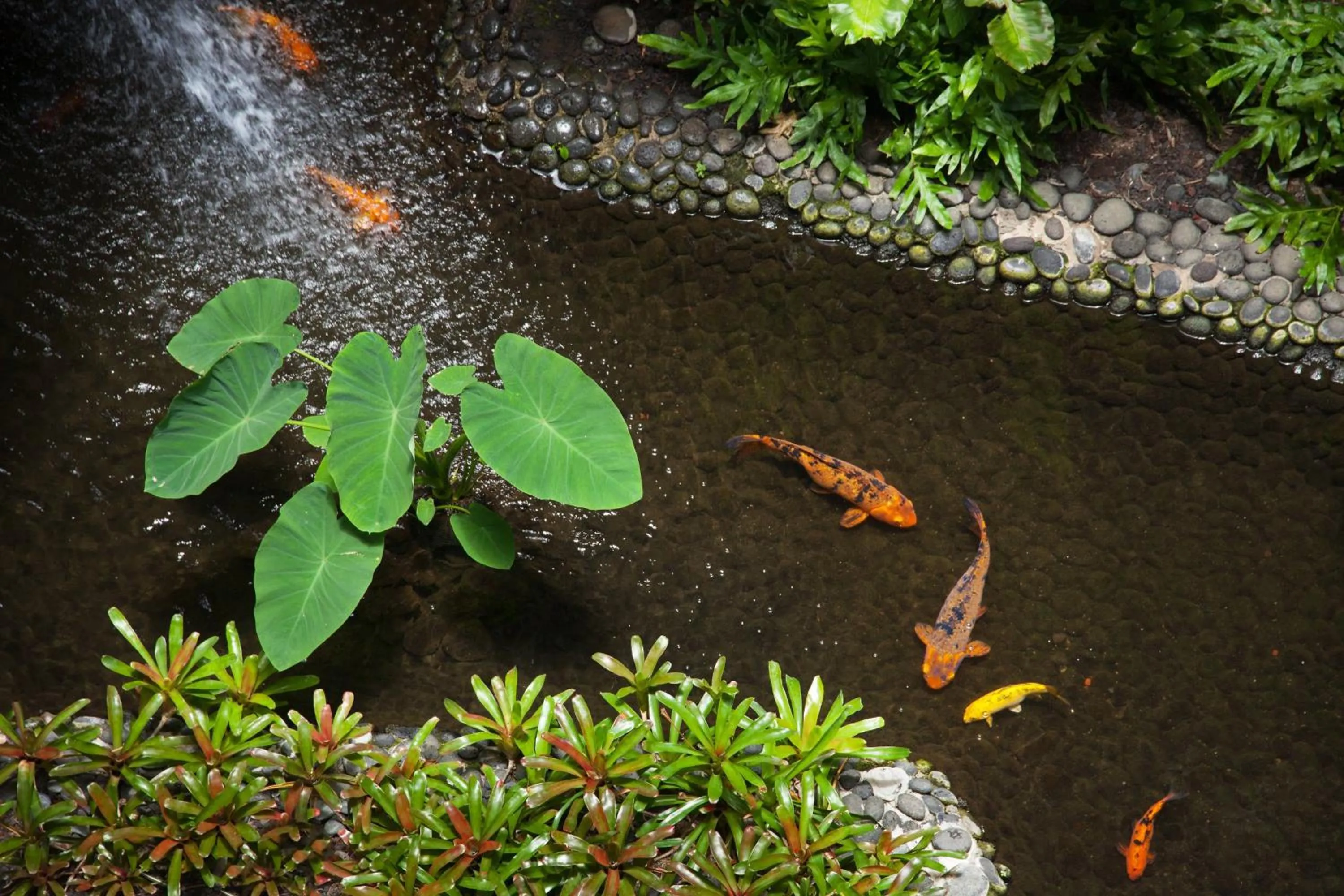 Lobby or reception in Mauna Kea Beach Hotel, Autograph Collection