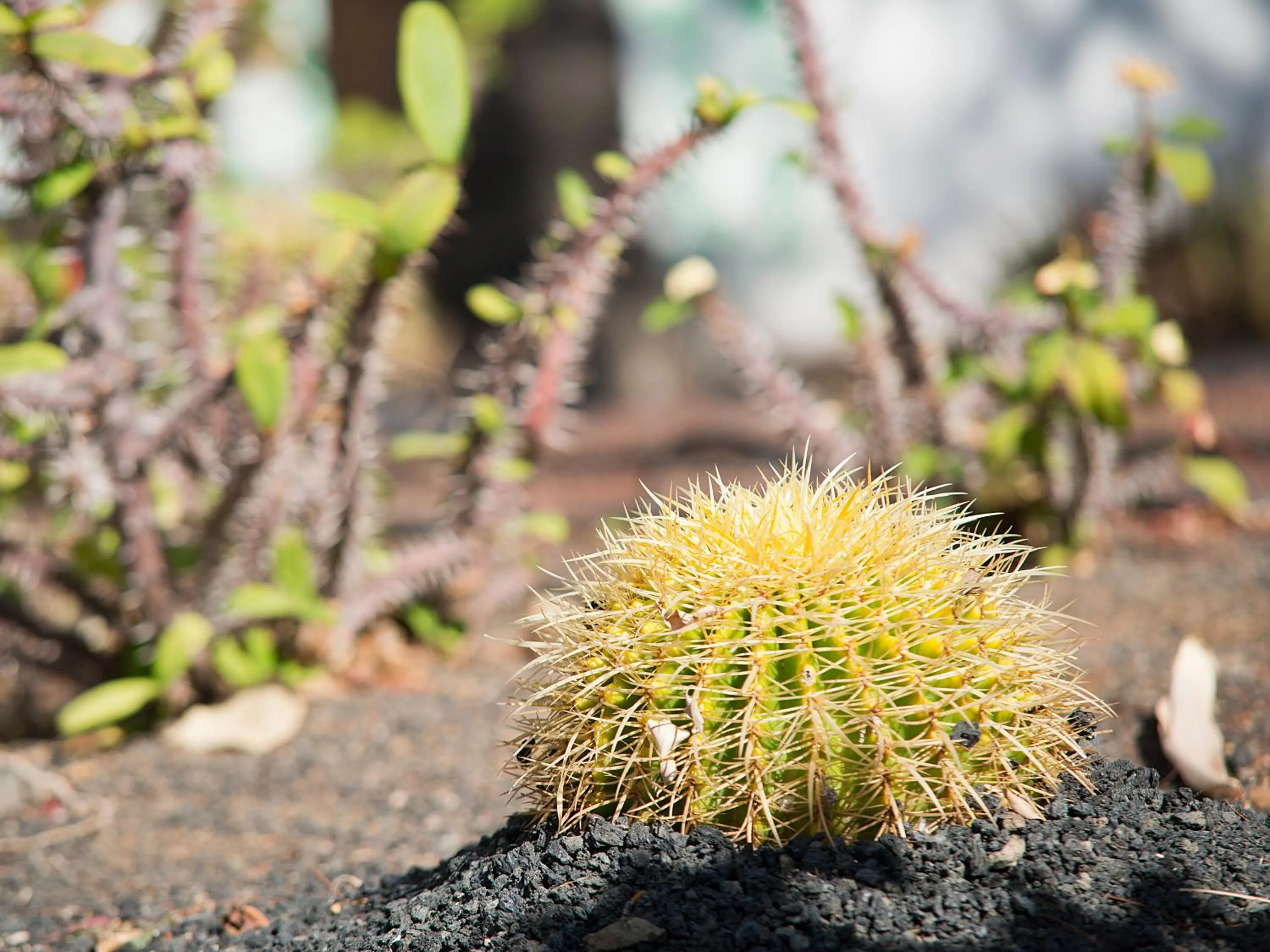 Day in Bungalows Vistaflor