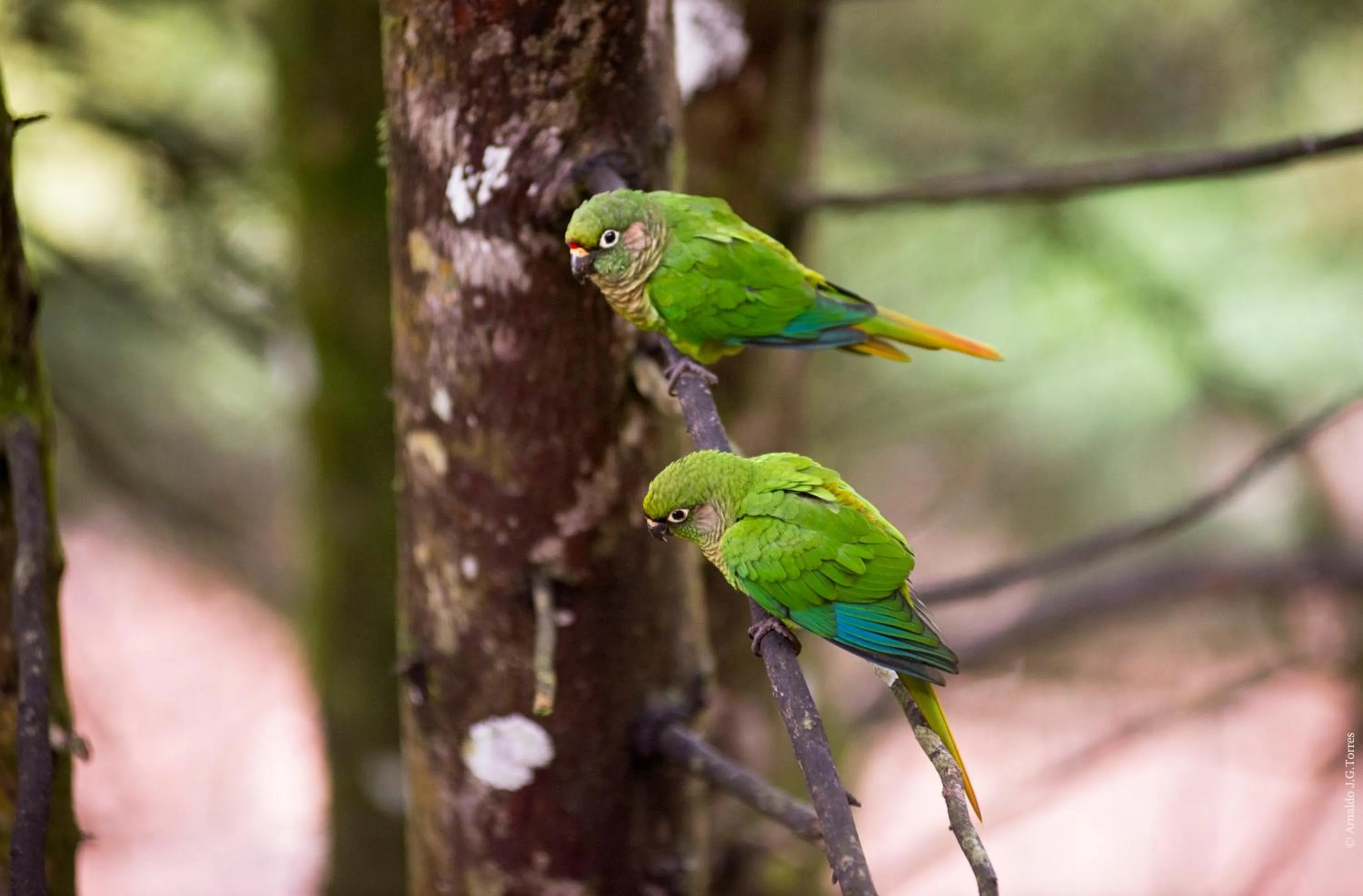 View (from property/room) in Pousada La Toscana Campos do Jordão