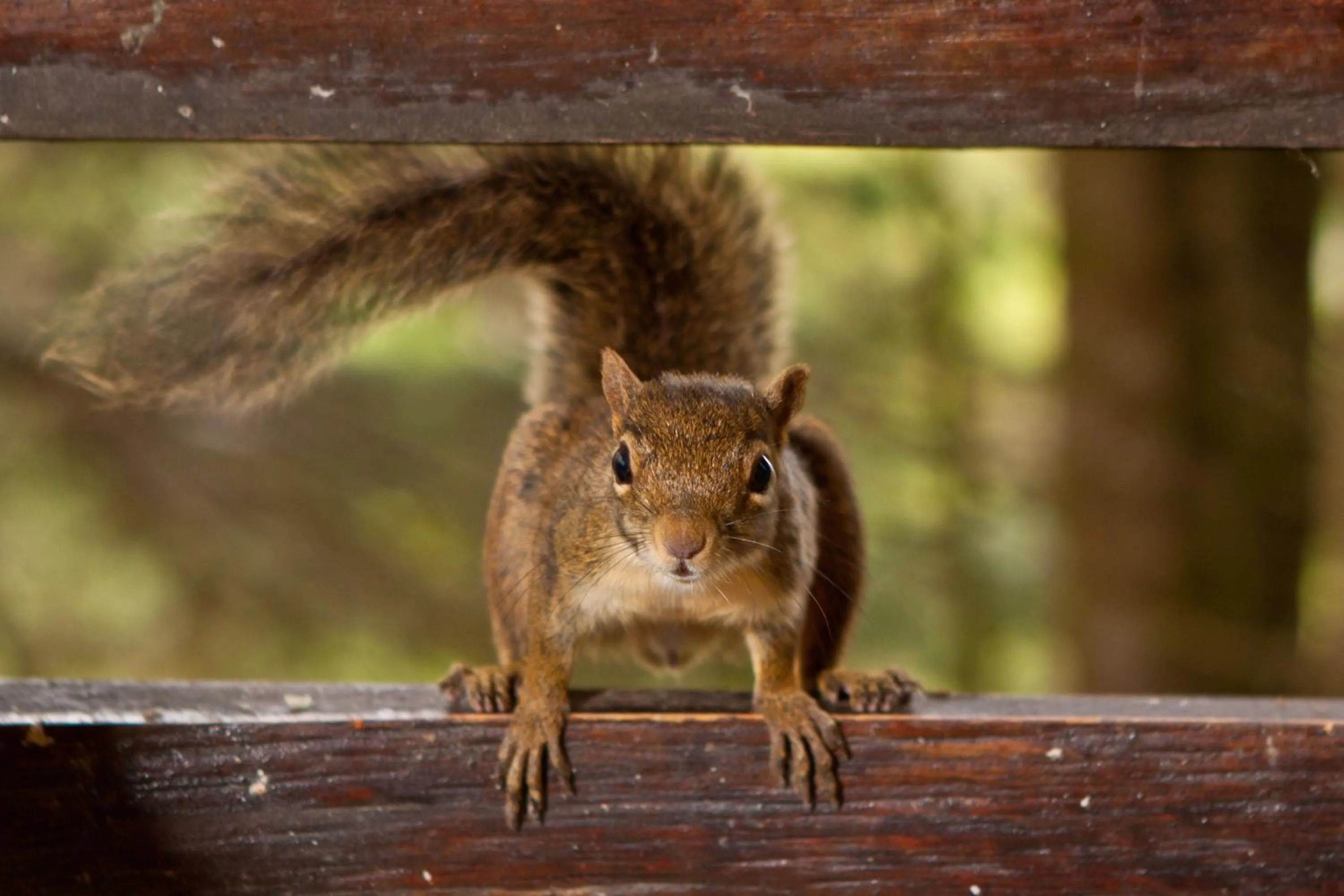 Natural landscape in Pousada La Toscana Campos do Jordão