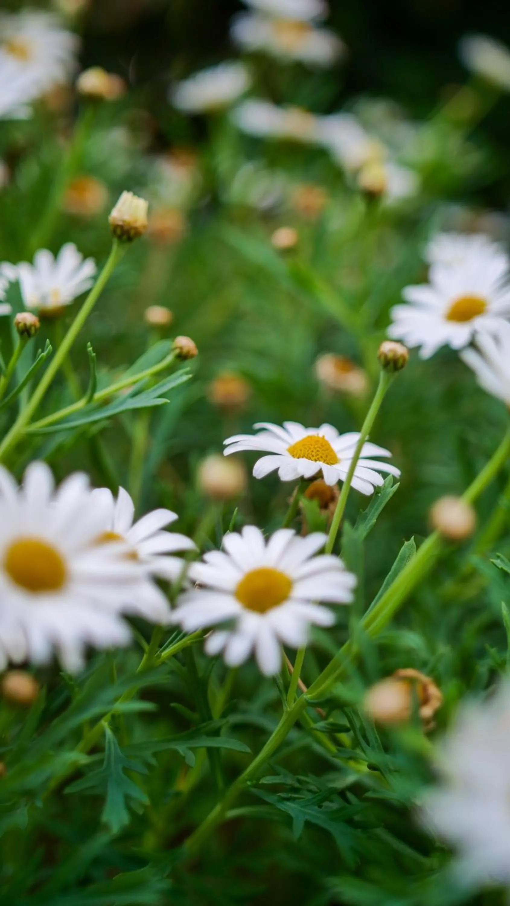 Garden in Mansion Alcazar