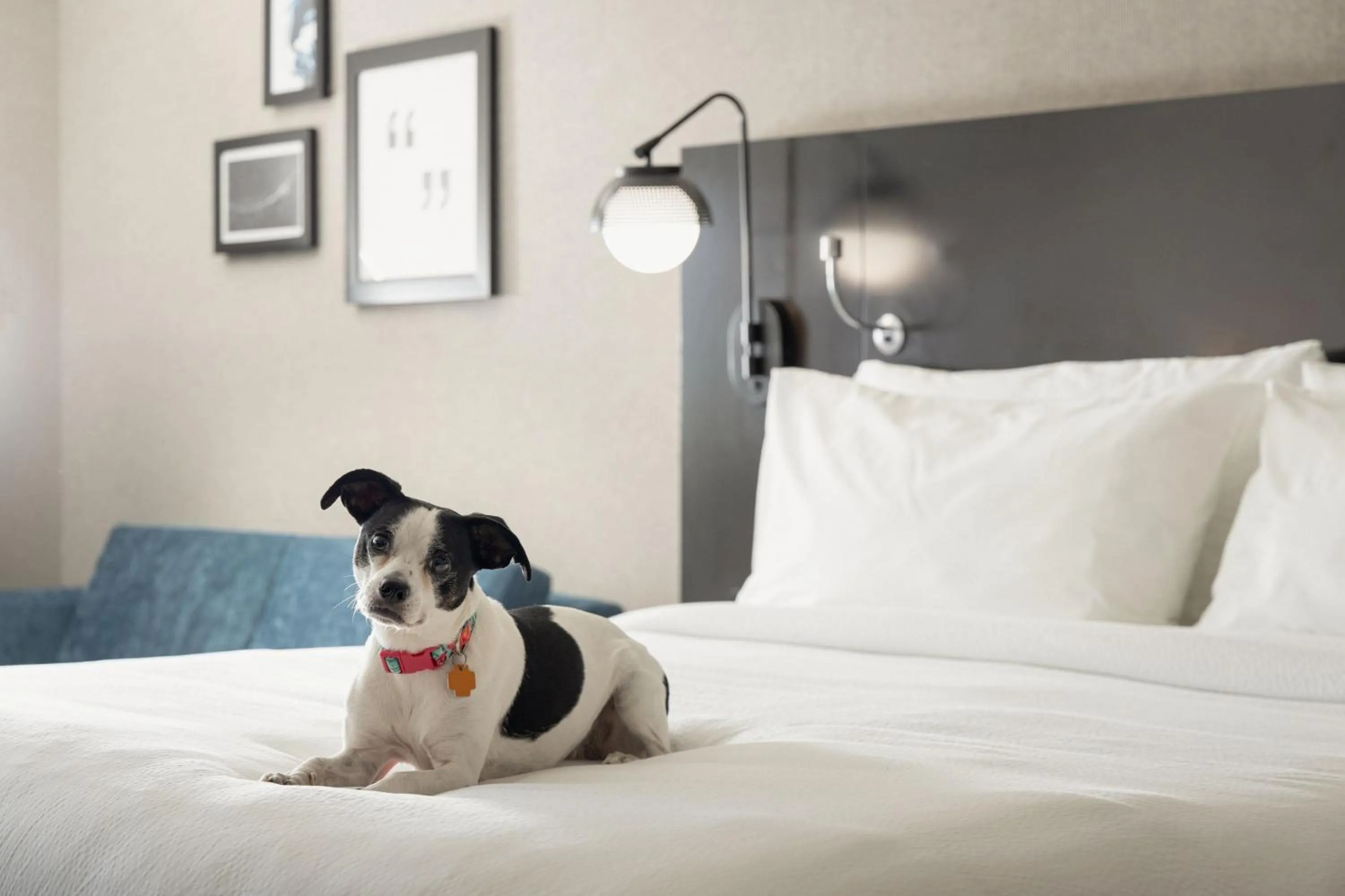 Photo of the whole room, Bed in Four Points by Sheraton Milwaukee North Shore