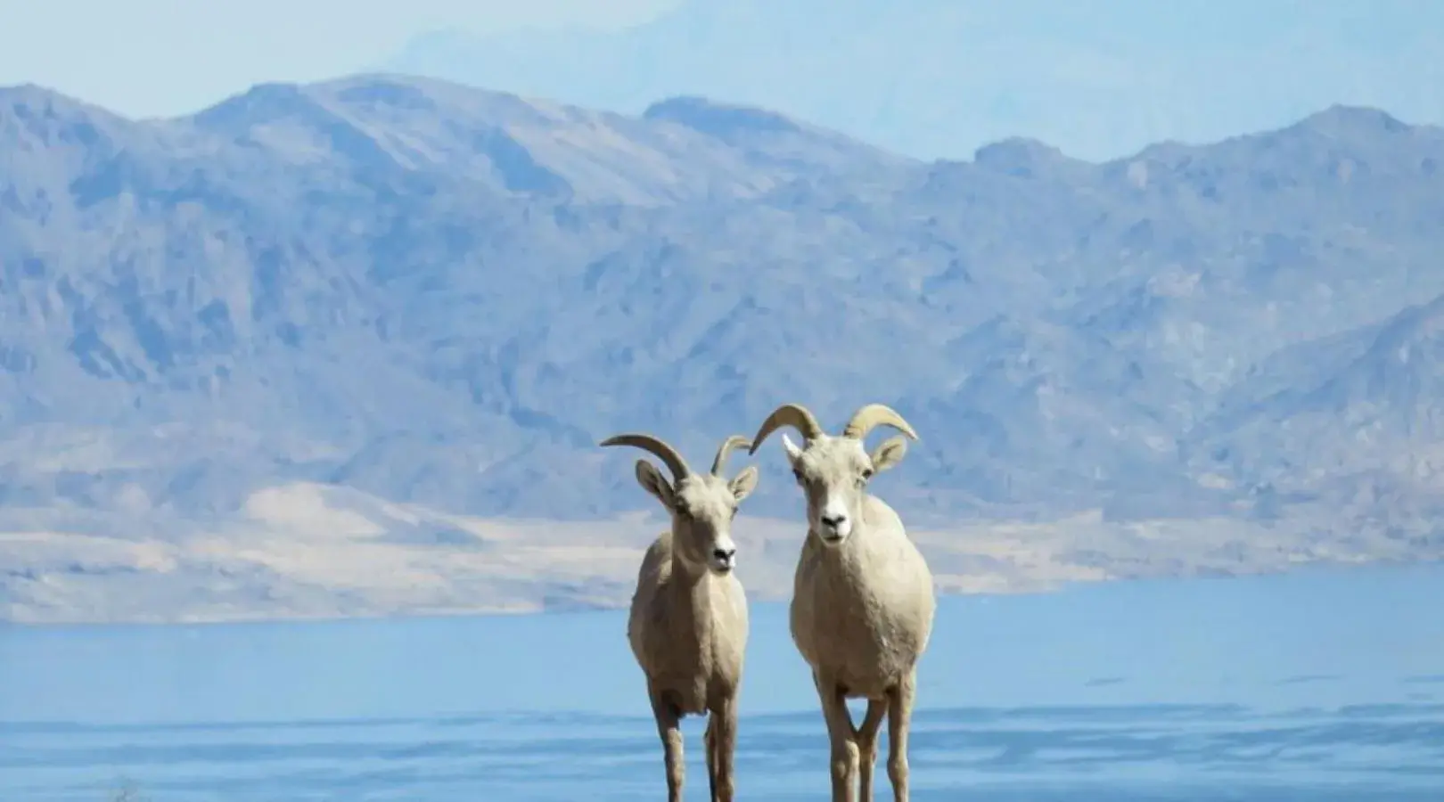 Lake Mead Inn Lake Mead Inn