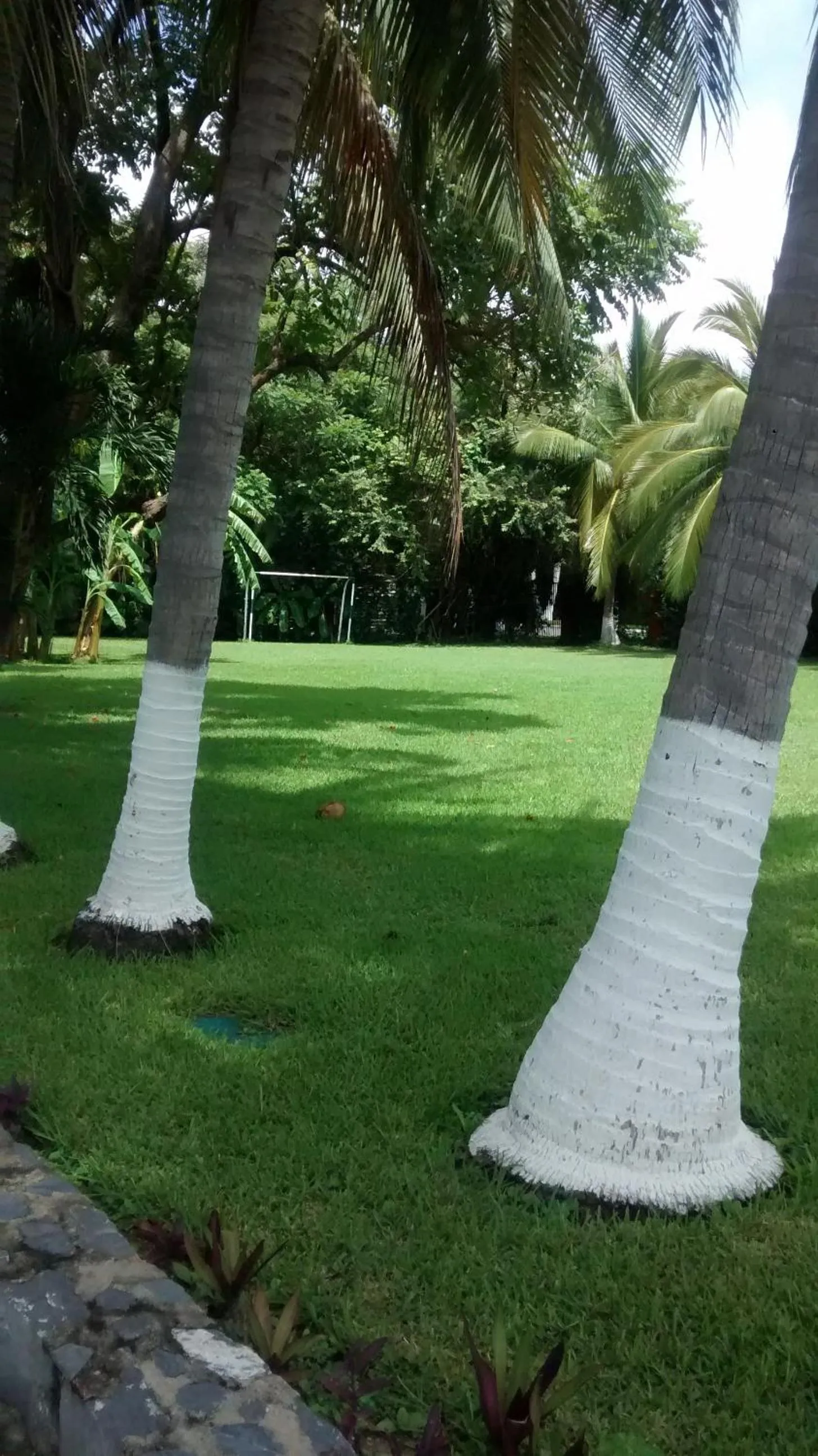 Garden in Hotel Puerta Del Mar Ixtapa