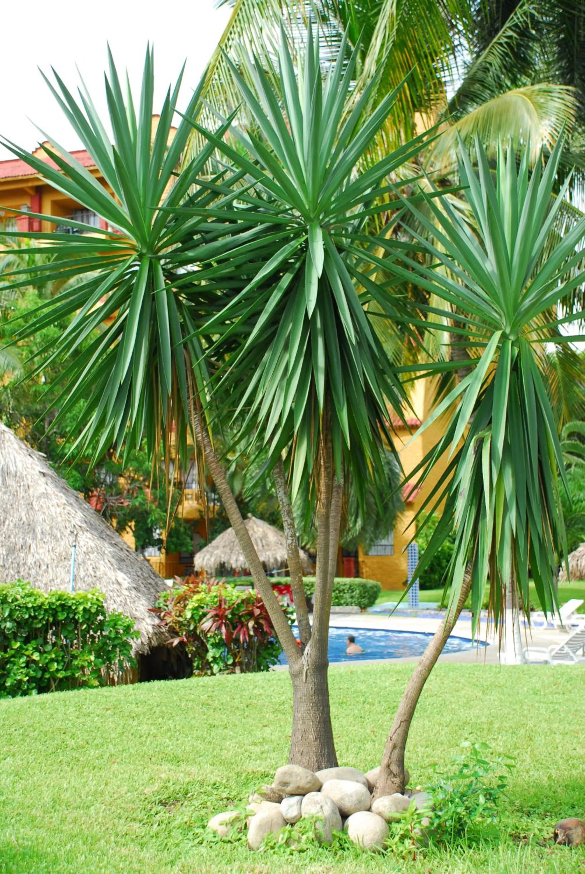Garden in Hotel Puerta Del Mar Ixtapa