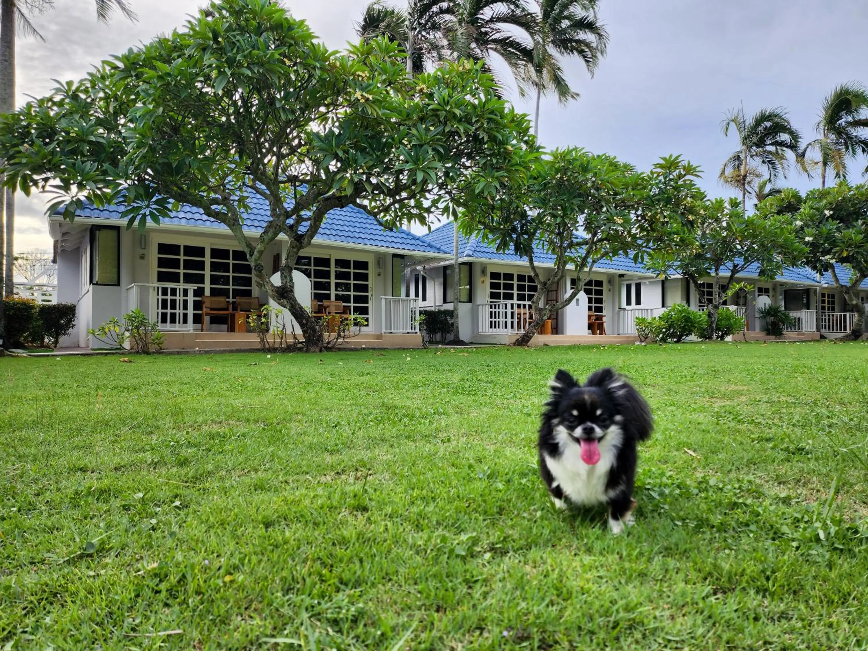Pets in Bandara On Sea, Rayong