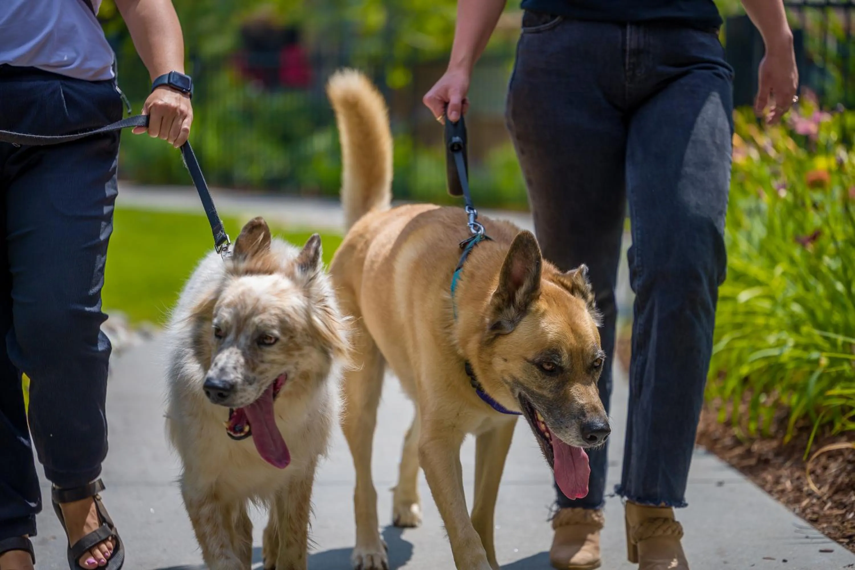 Pets in Tenaya at Yosemite