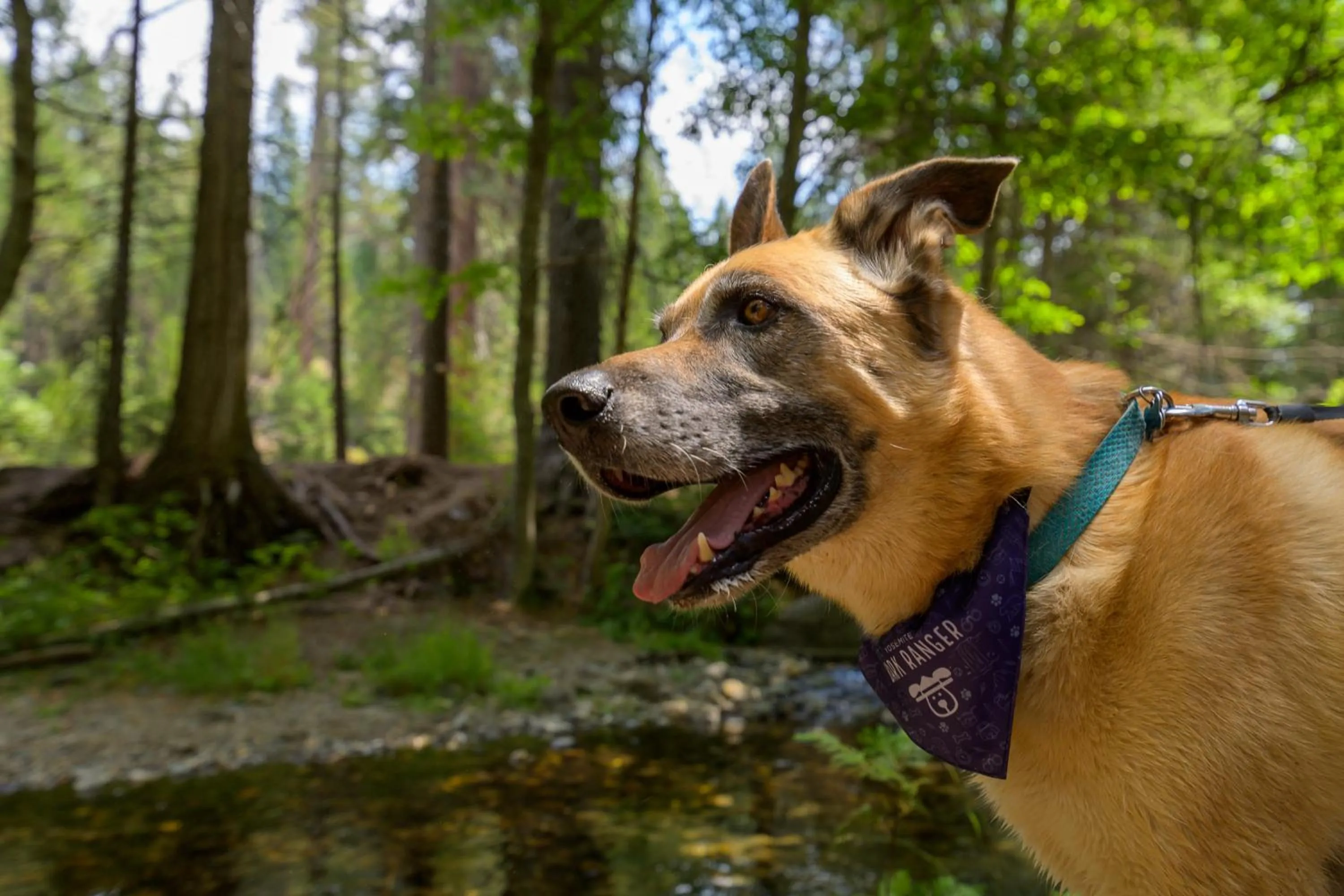 Pets in Tenaya at Yosemite