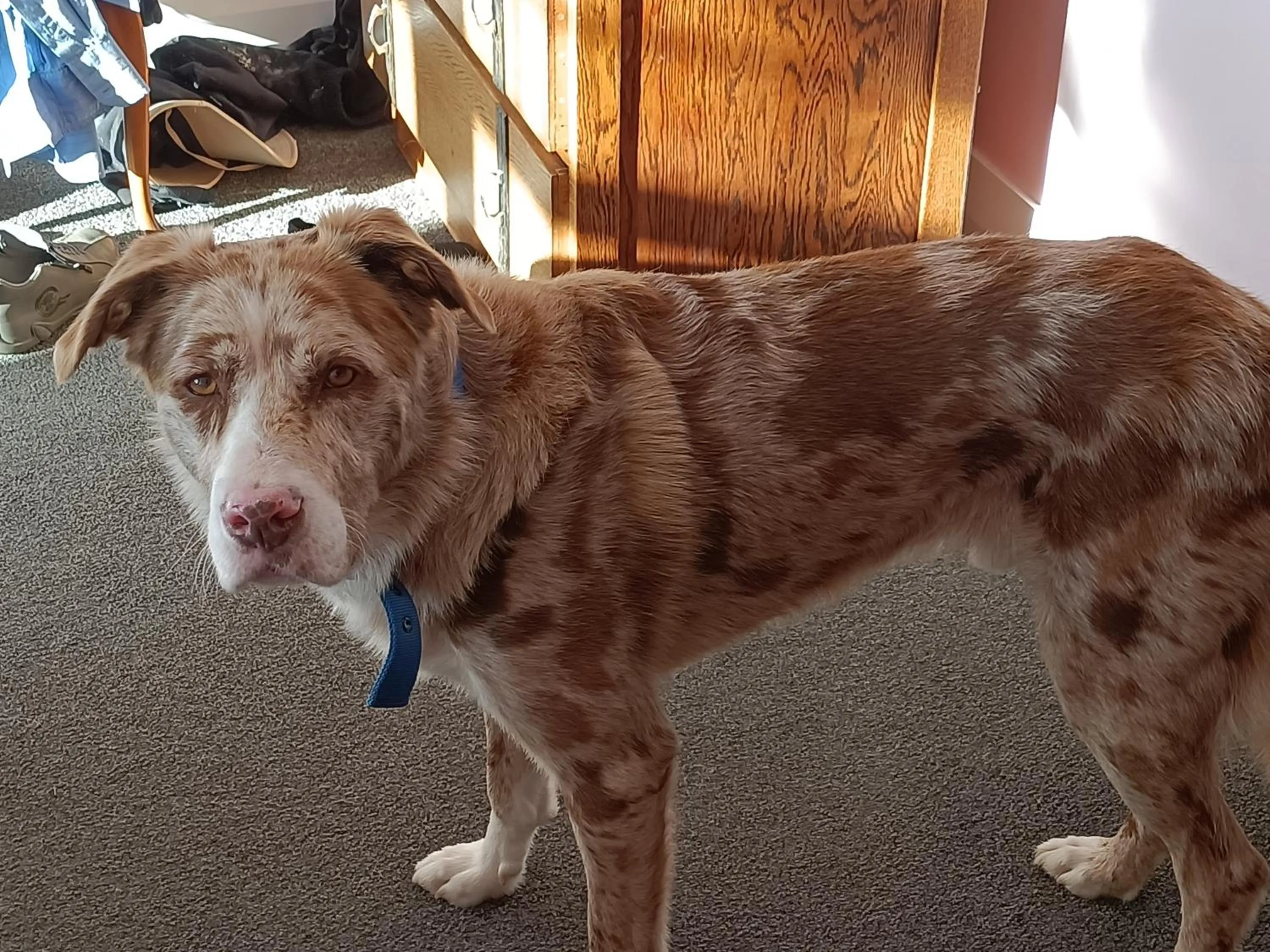 Connemara Country Lodge