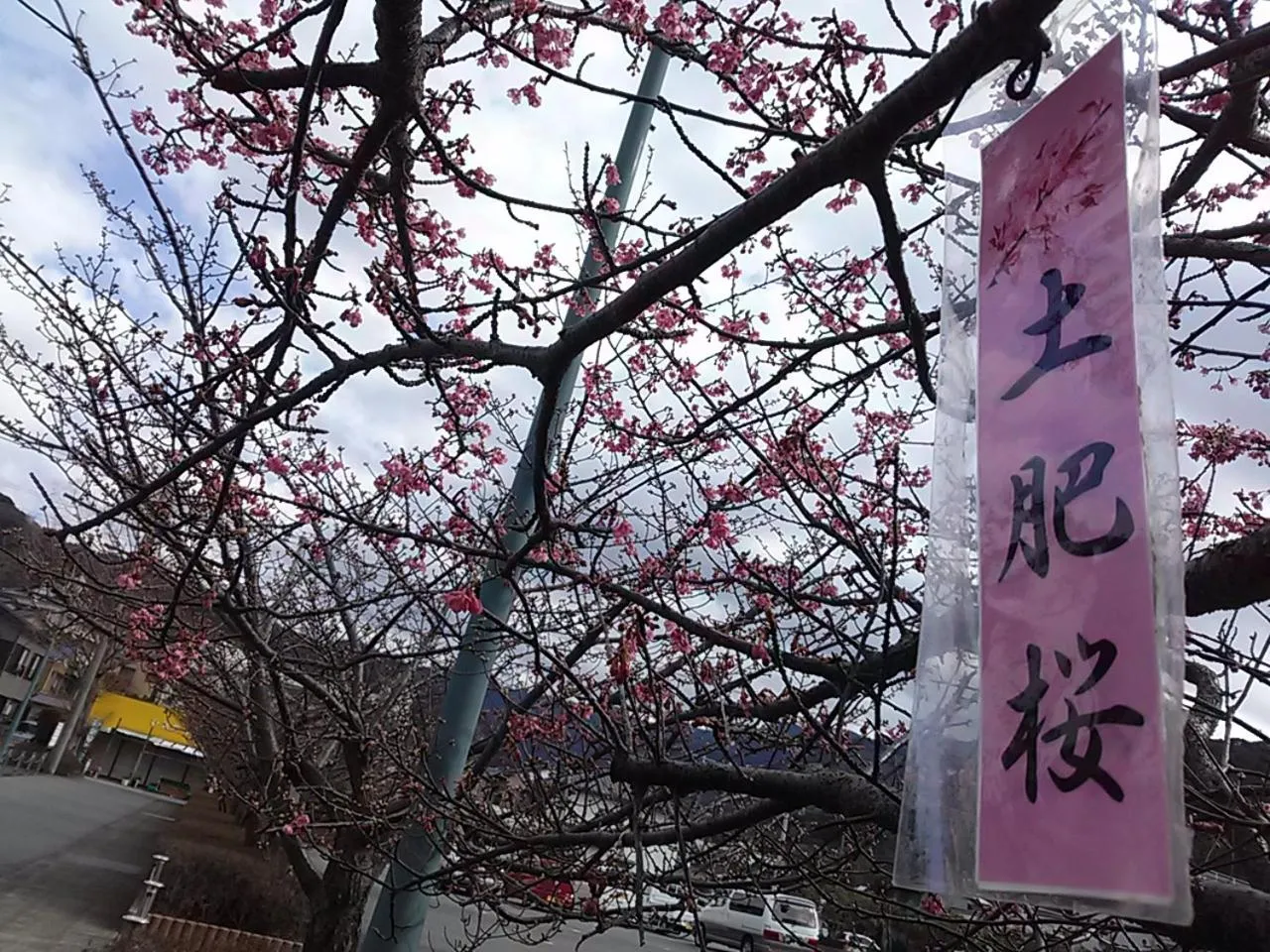 Spring in Koibito Misaki Pension Marine Mates