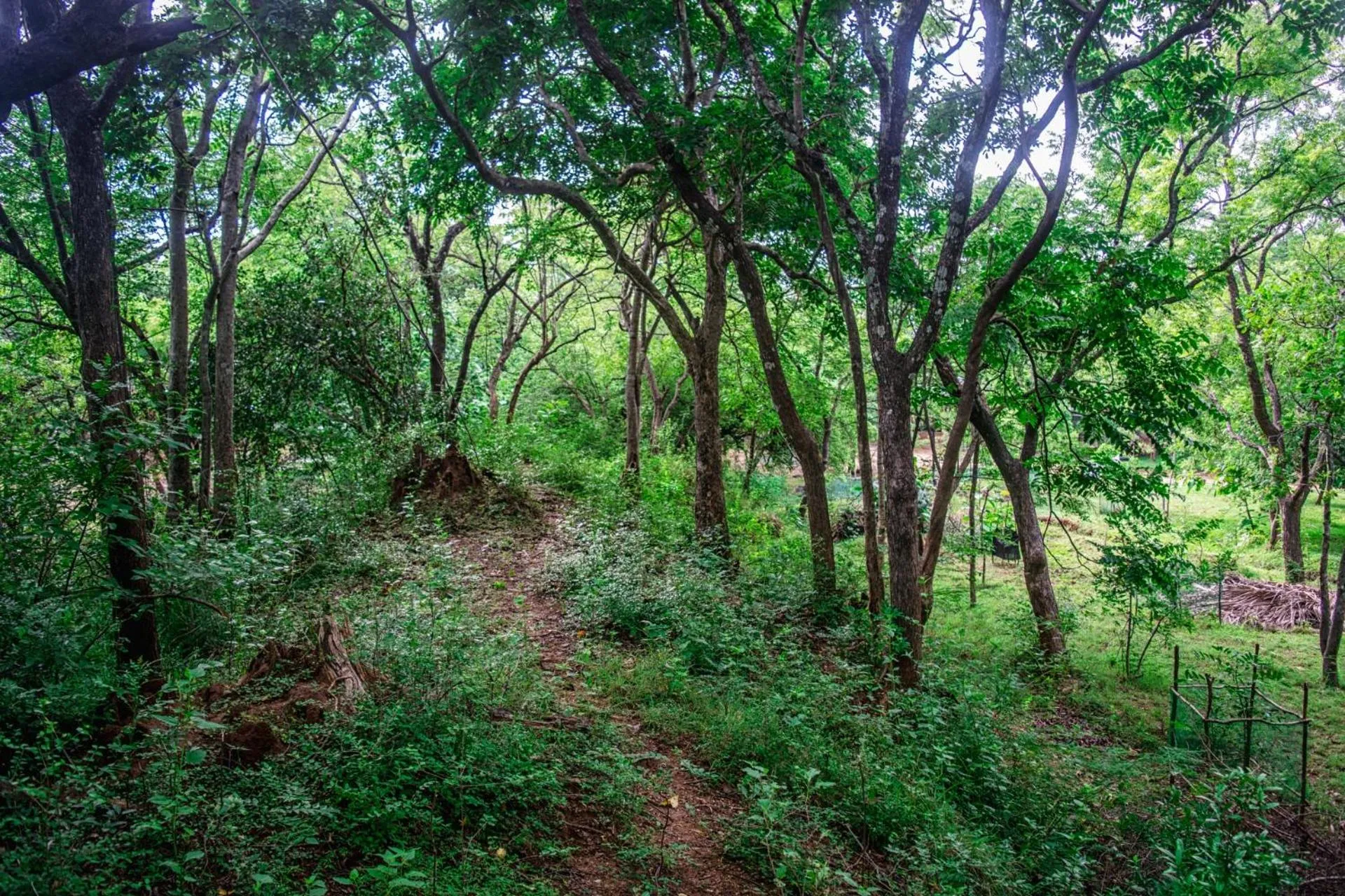 Natural landscape in Wildescape Polonnaruwa