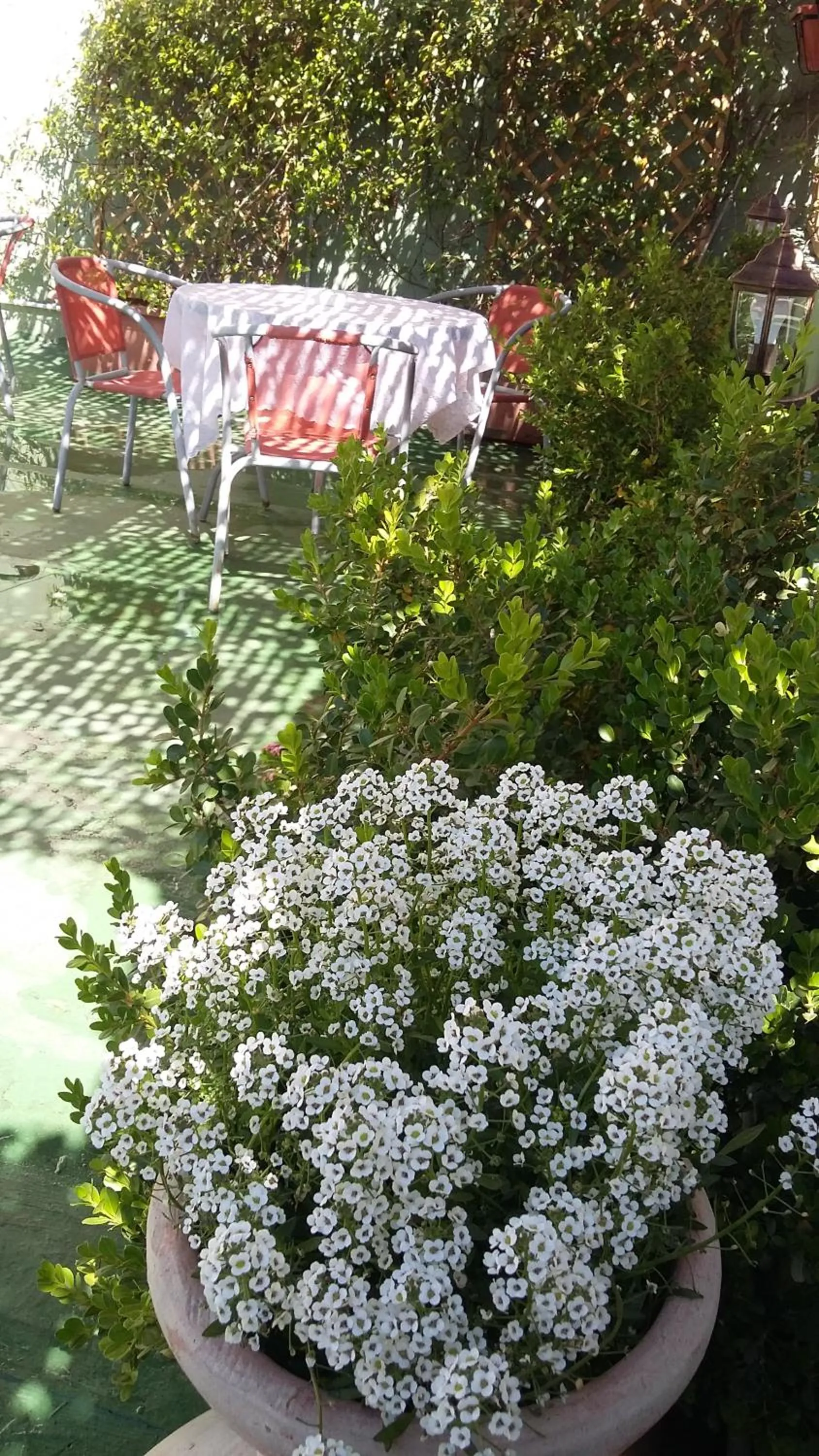 Garden in B&B Dolcevita