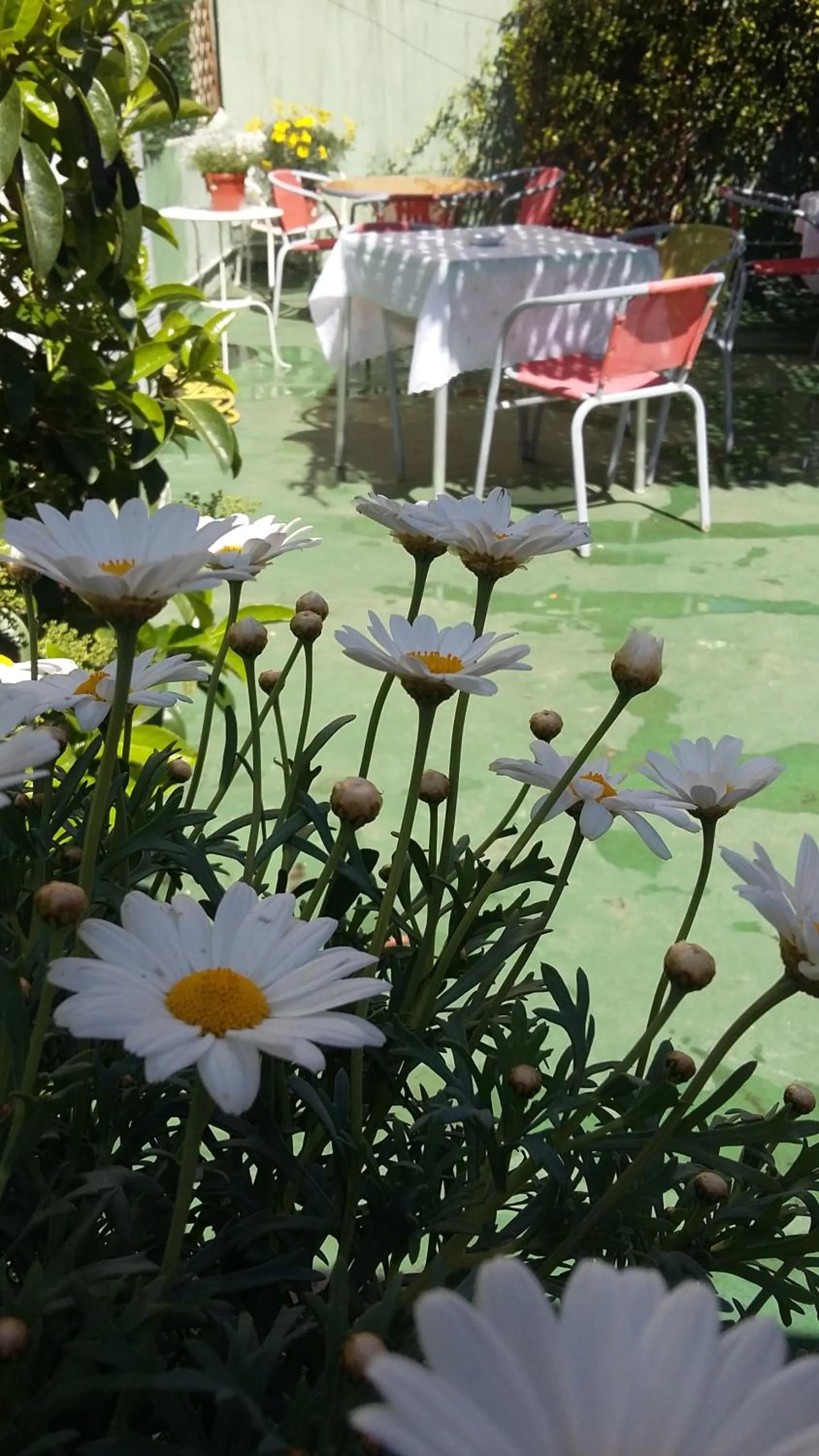 Garden in B&B Dolcevita