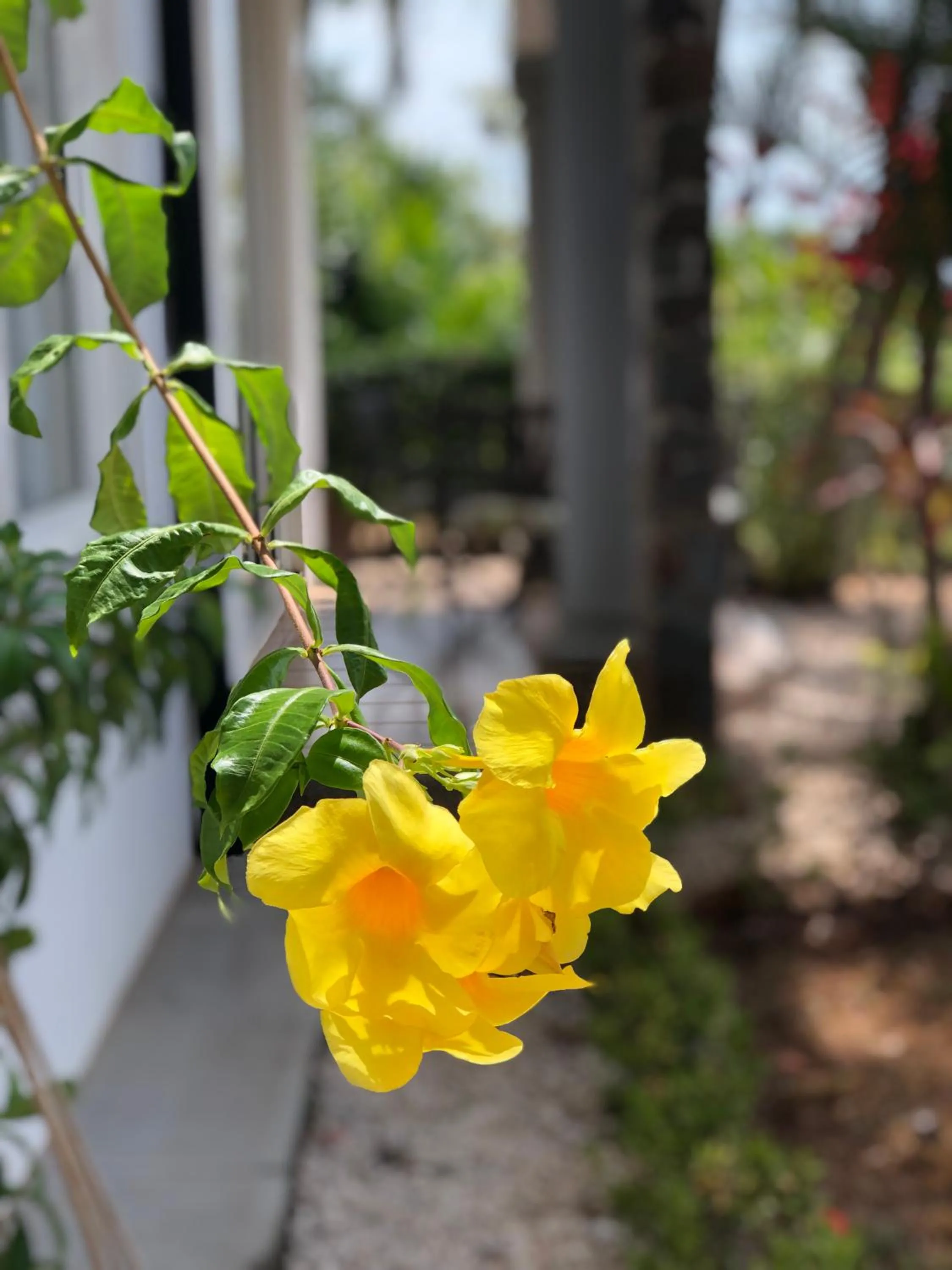 Palm Coast Luxury Rentals