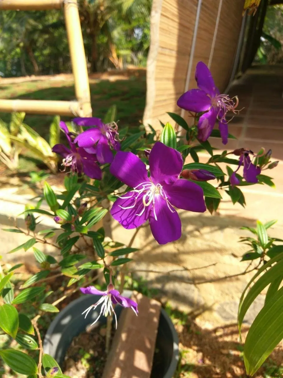 Garden in Selavi Resort Bentota