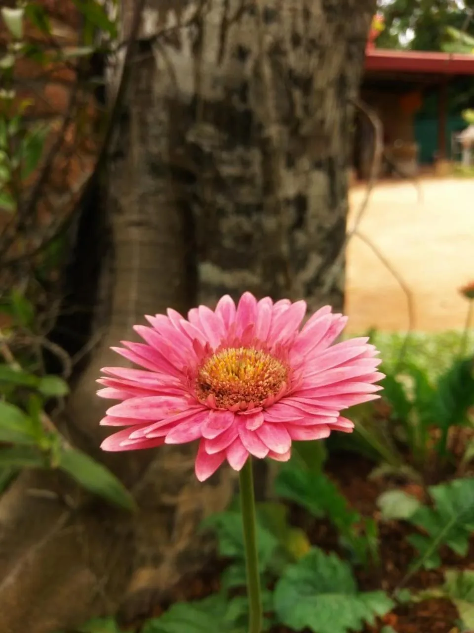 Garden in Selavi Resort Bentota