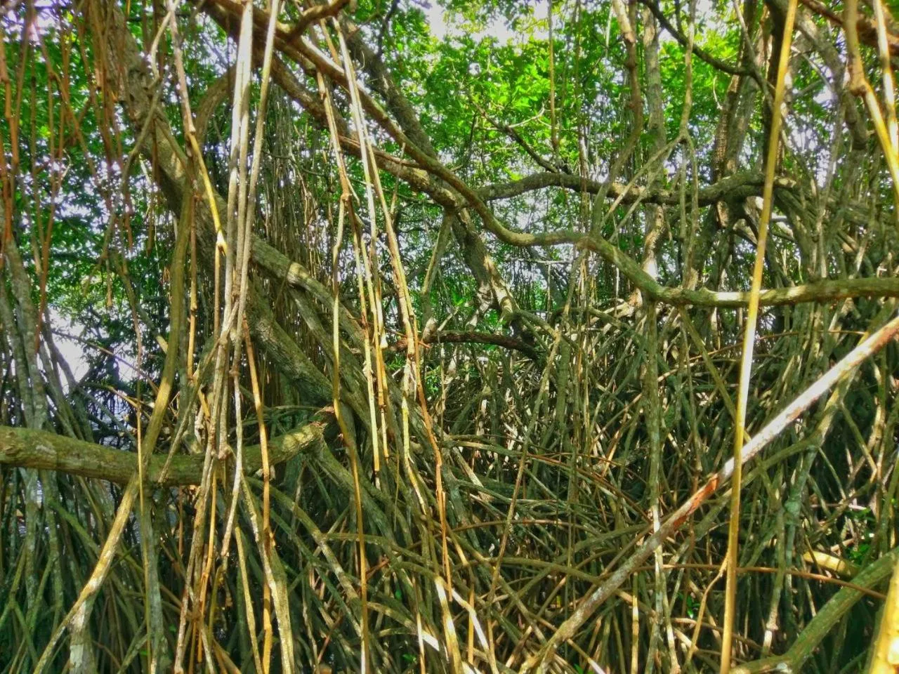 Natural landscape in Selavi Resort Bentota