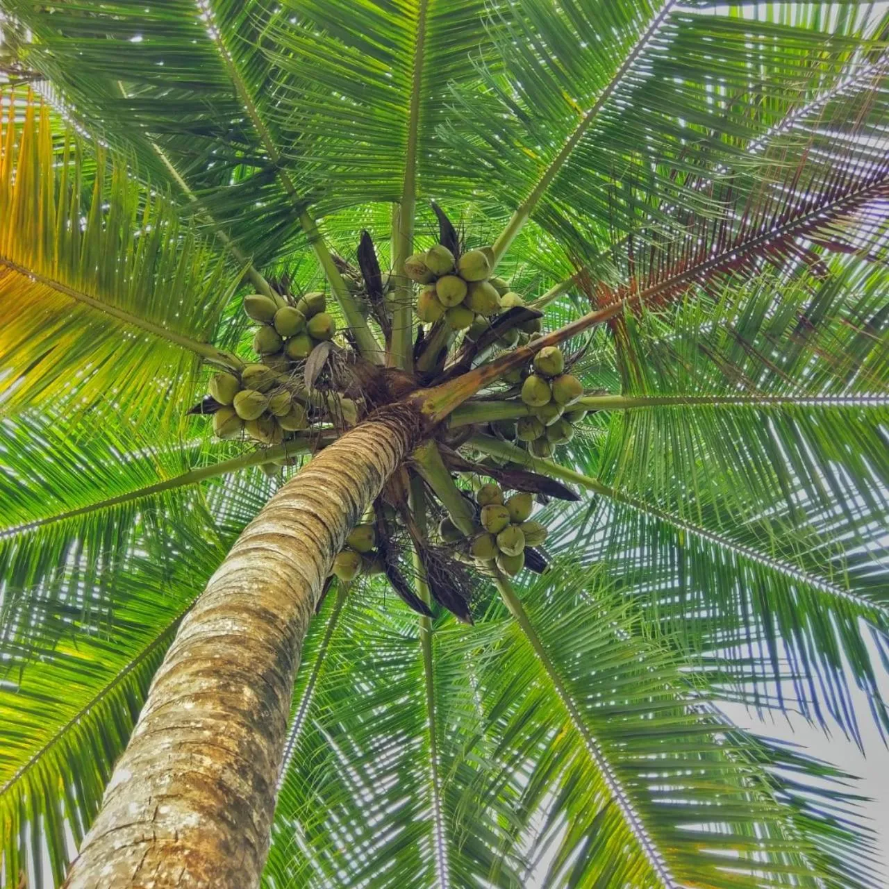 On site in Selavi Resort Bentota