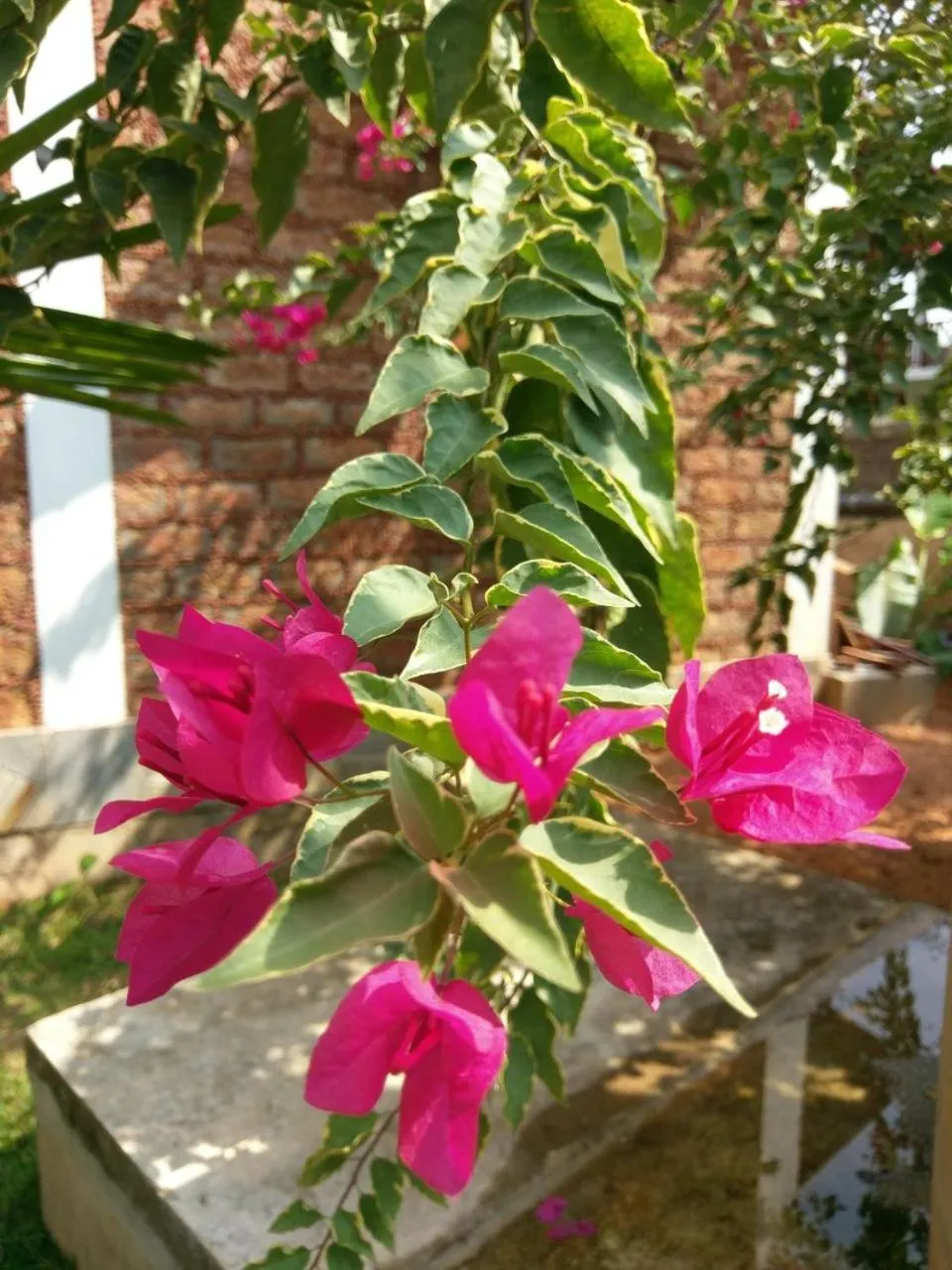 Garden in Selavi Resort Bentota