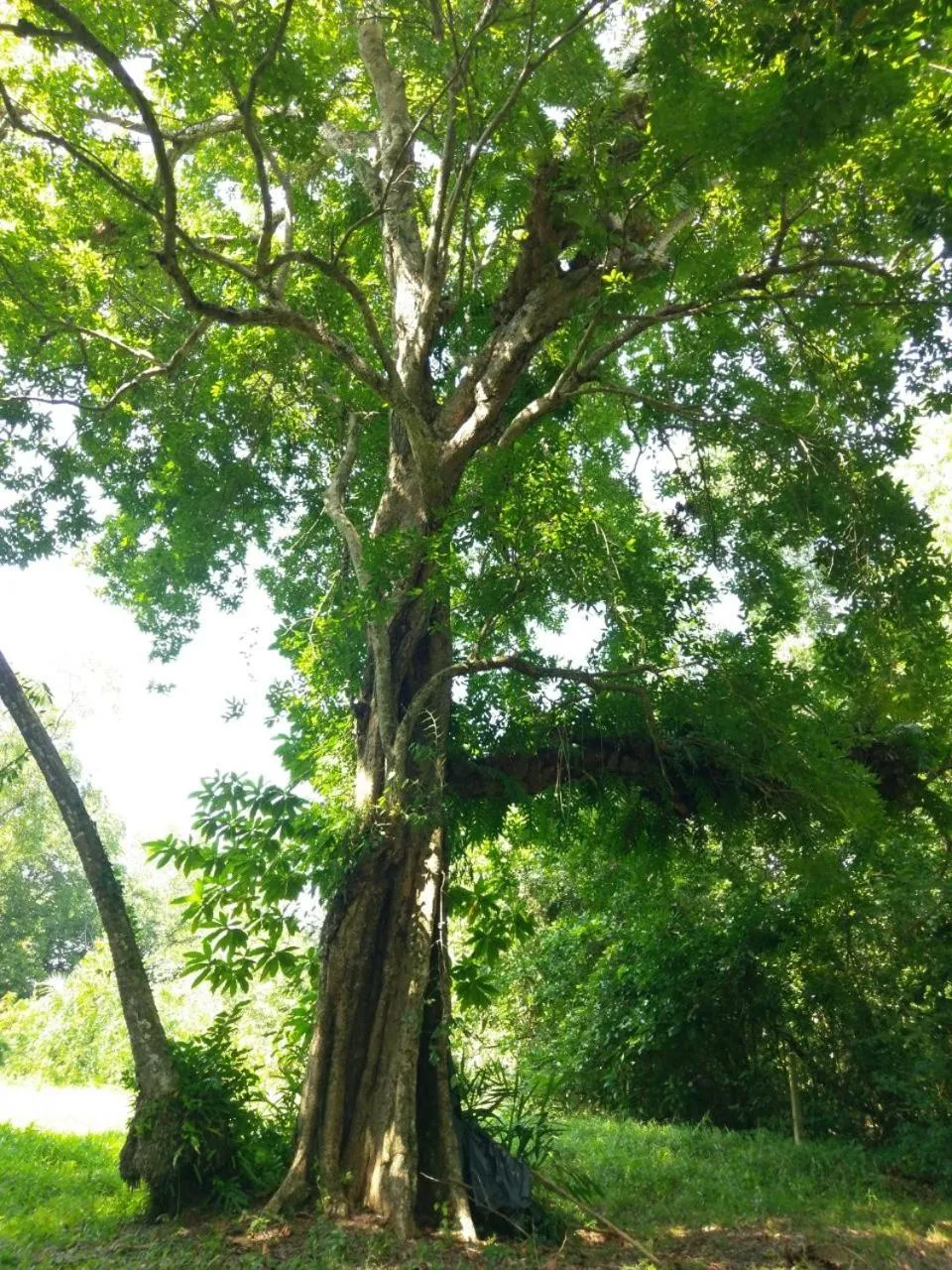 Garden in Selavi Resort Bentota