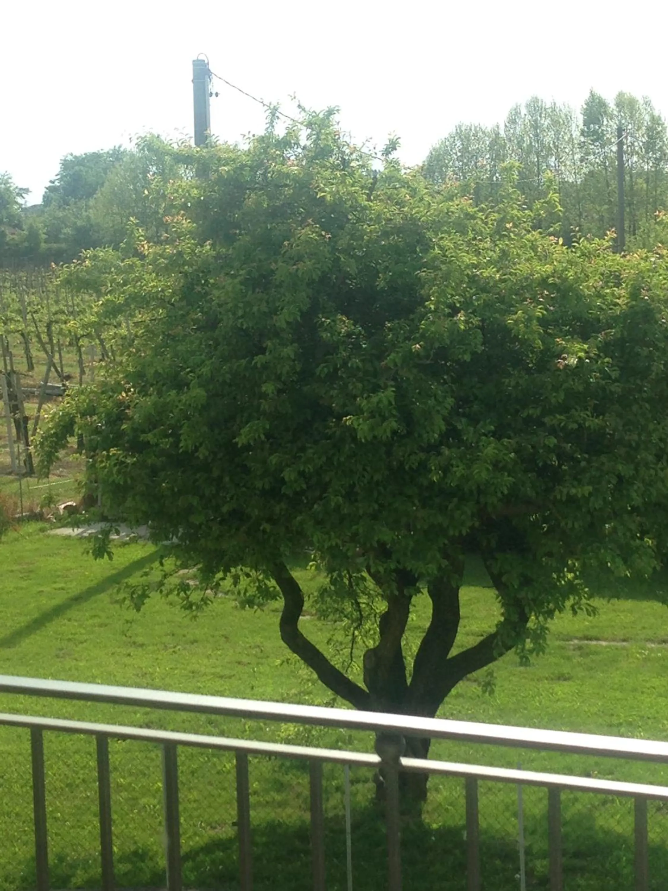 Garden view in B&B Daniel