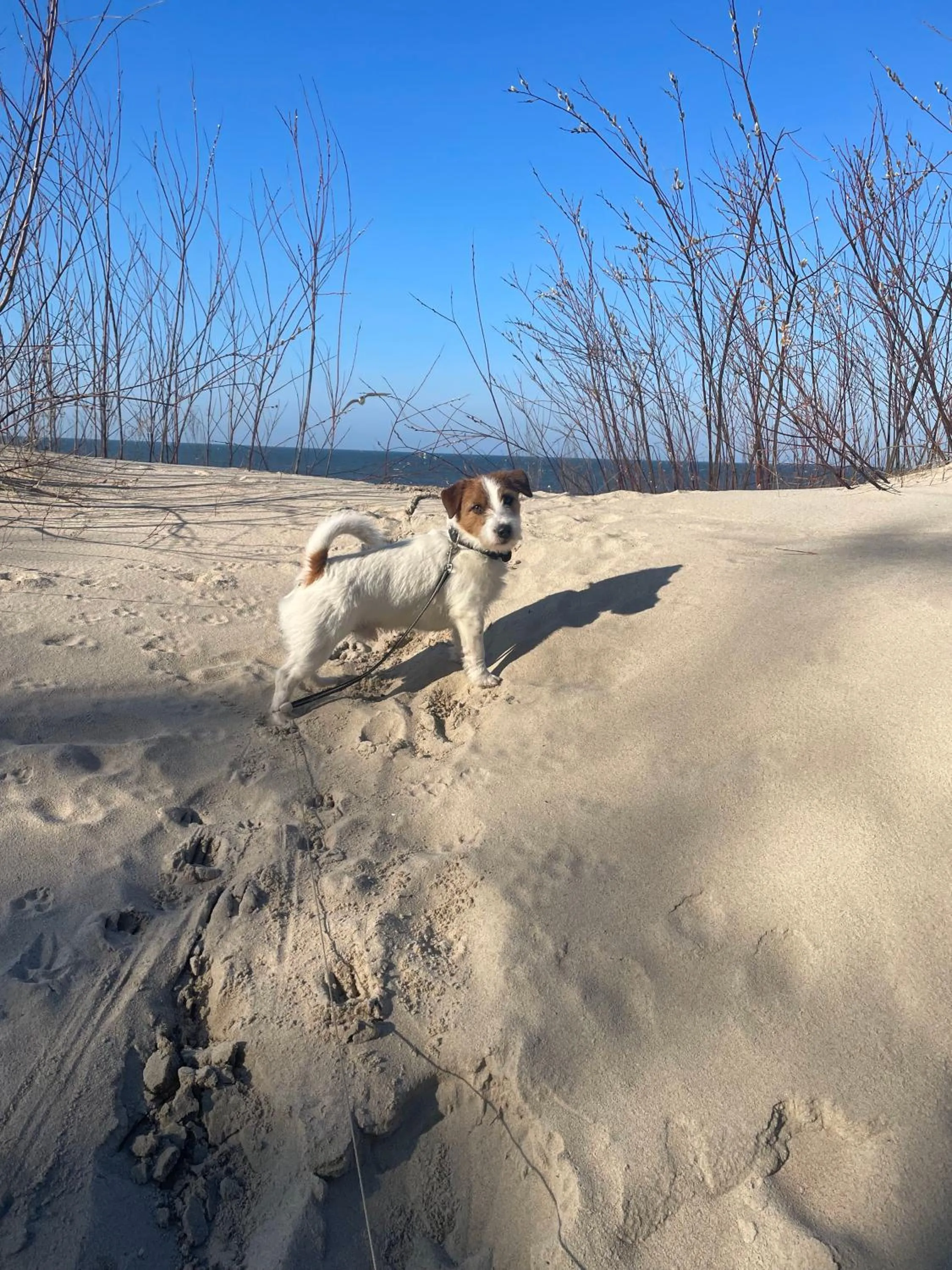 Animals in Hotel&Spa Stary Dziwnów basen swimming pool