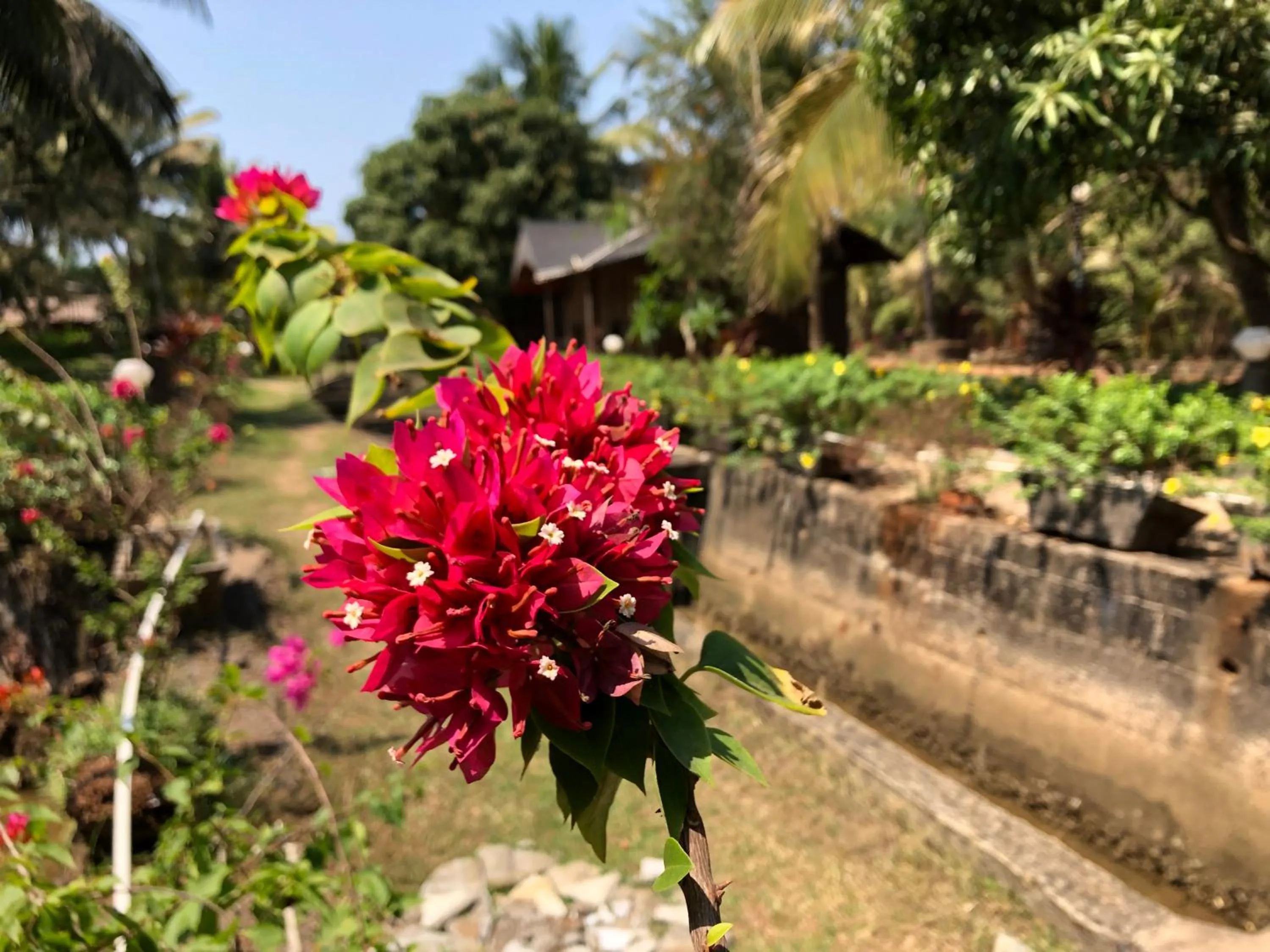 Garden in Resort Primo Bom Terra Verde