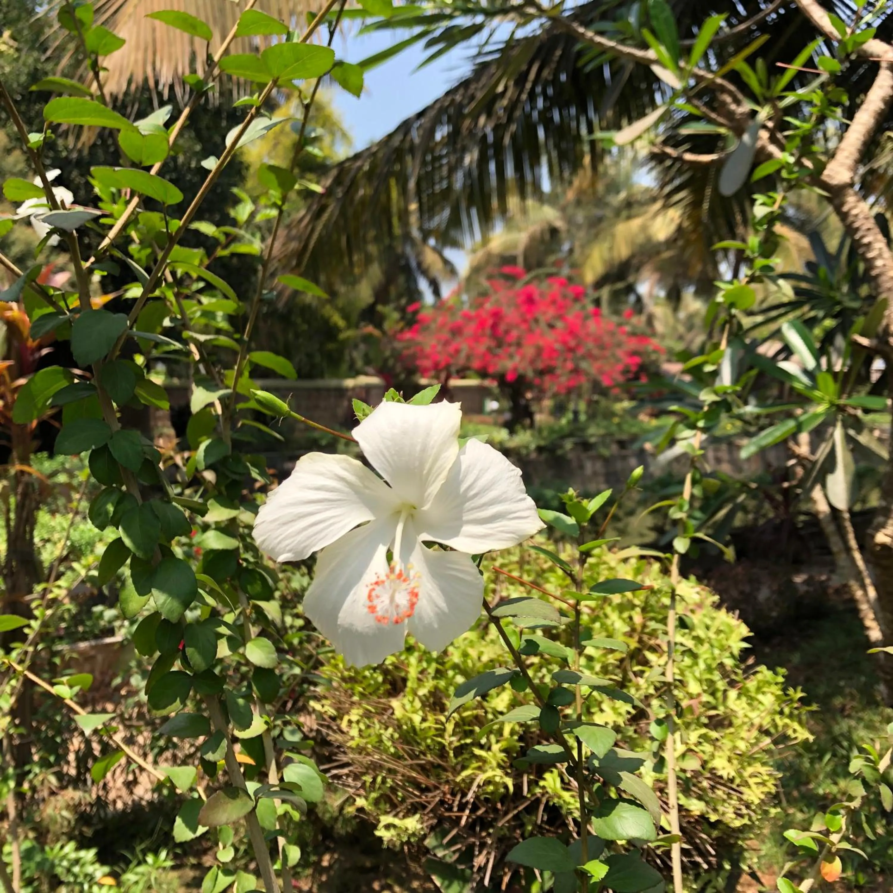 Garden in Resort Primo Bom Terra Verde