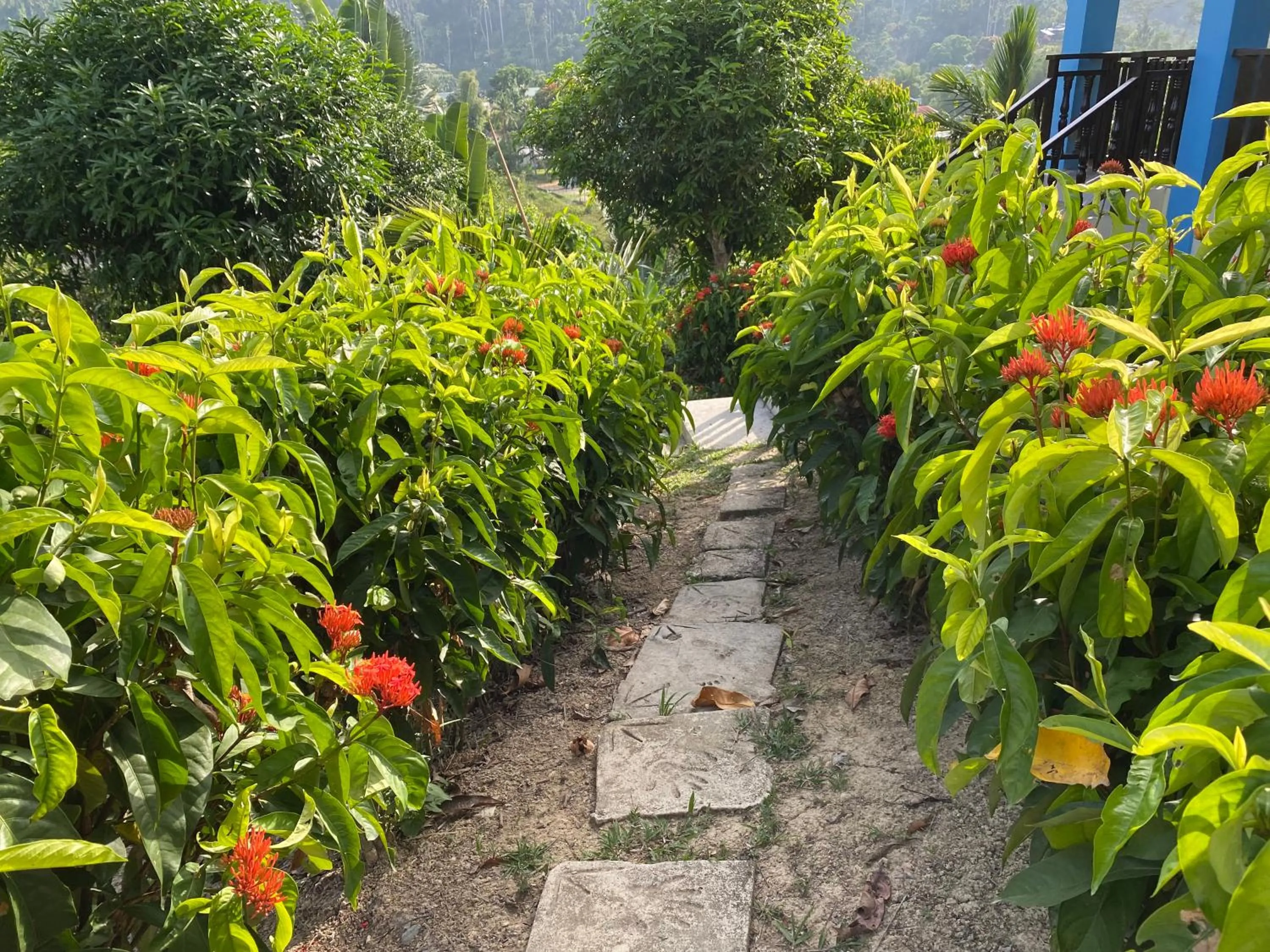 Garden in Santa Claus Hilltop