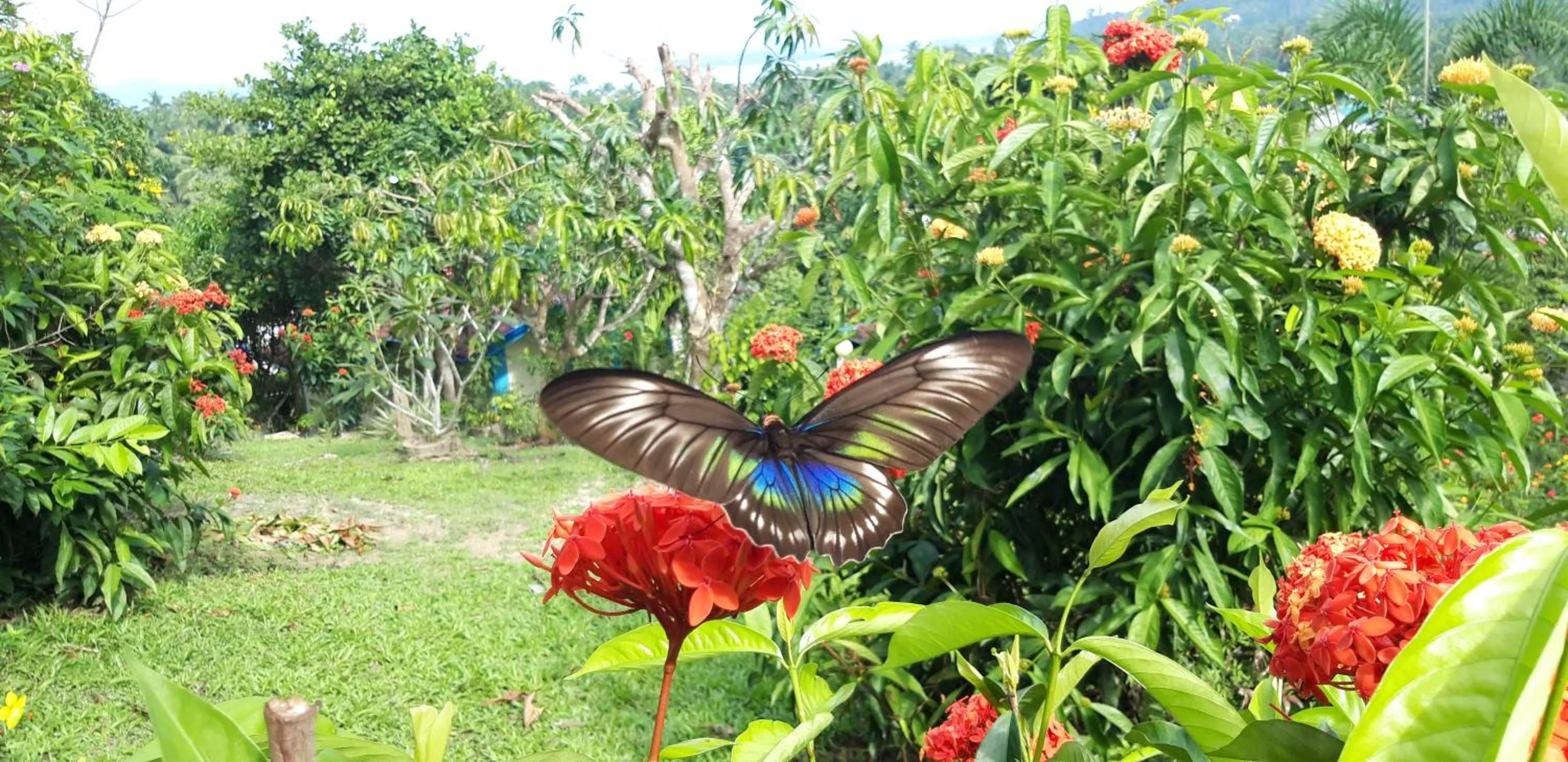 Garden view in Santa Claus Hilltop