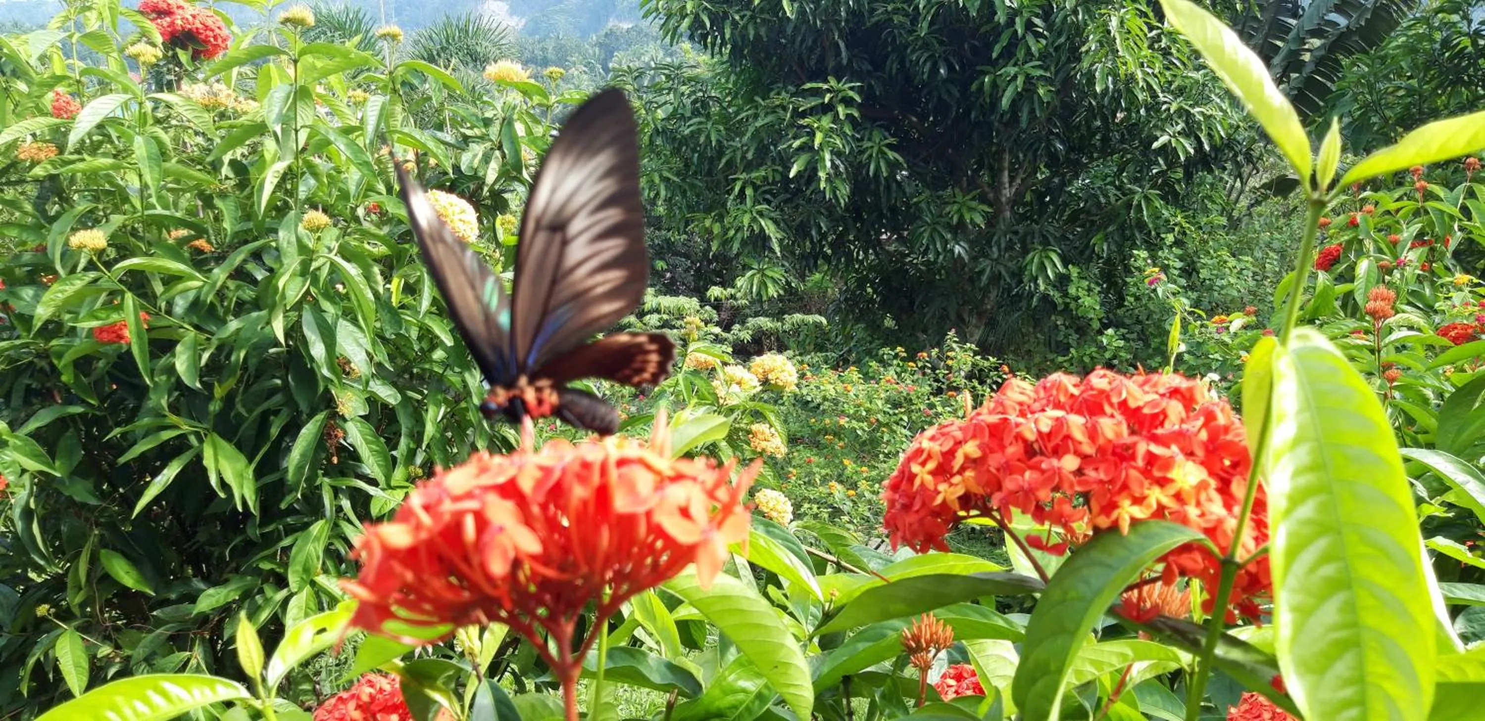 Garden in Santa Claus Hilltop