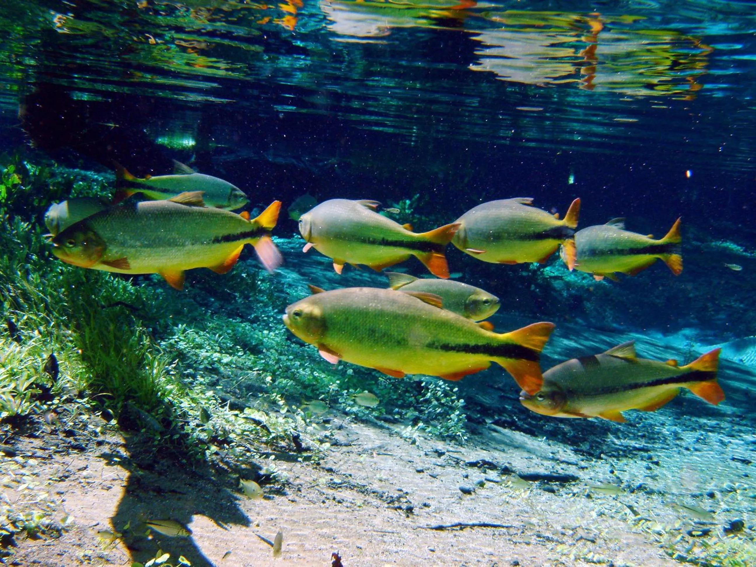 Diving in Pousada Jubaia