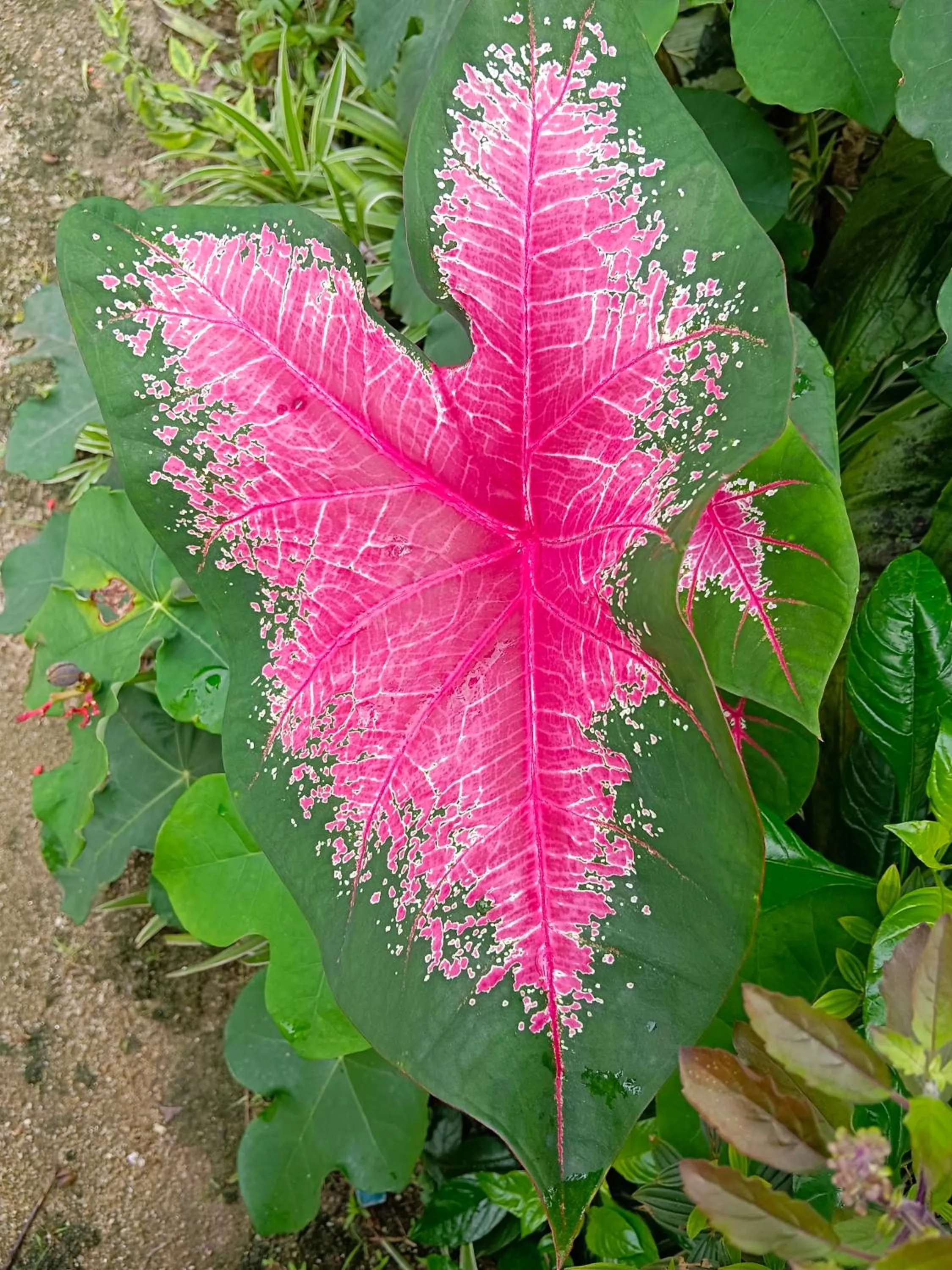 4 seasons mini house