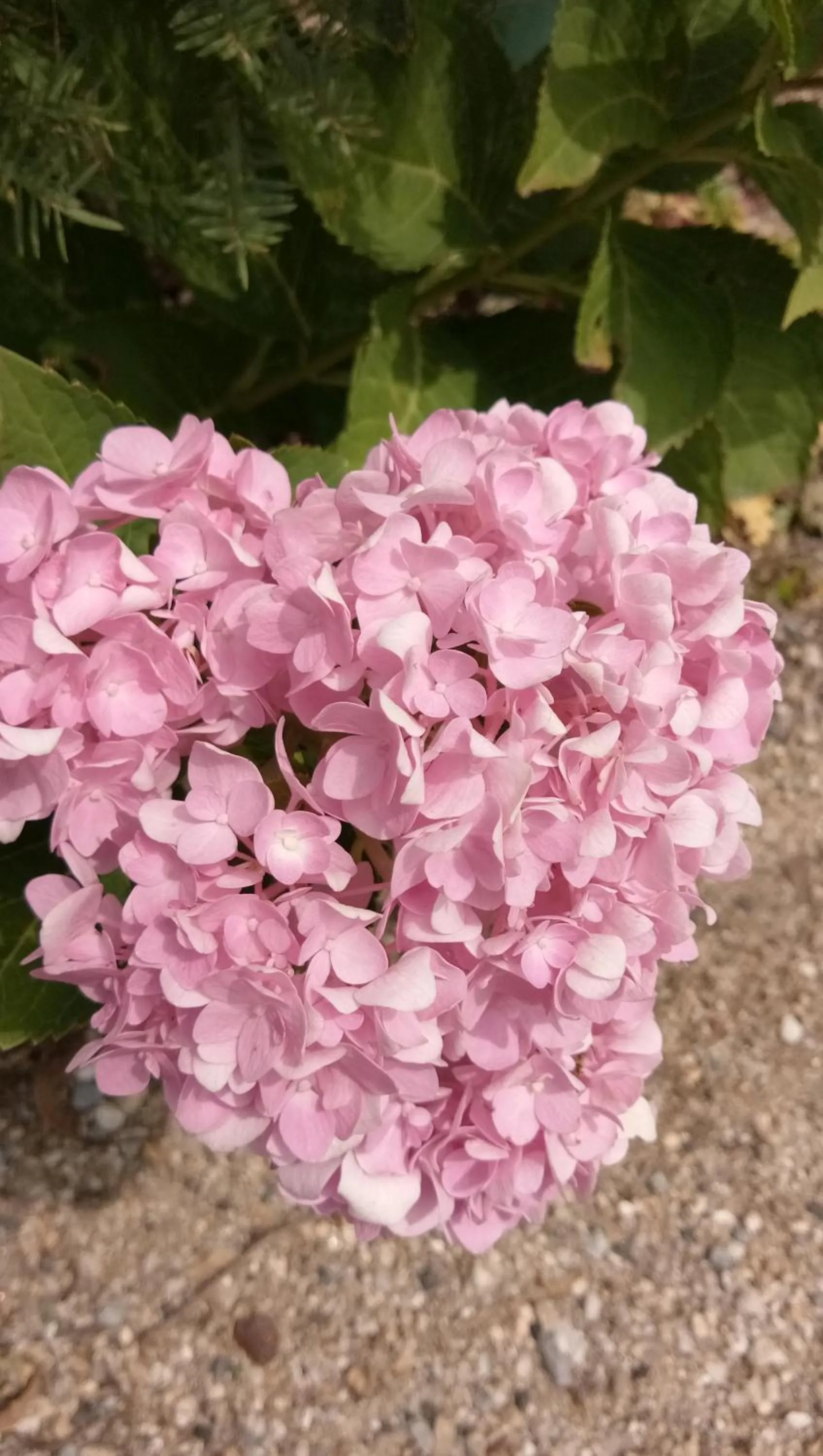 4 seasons mini house