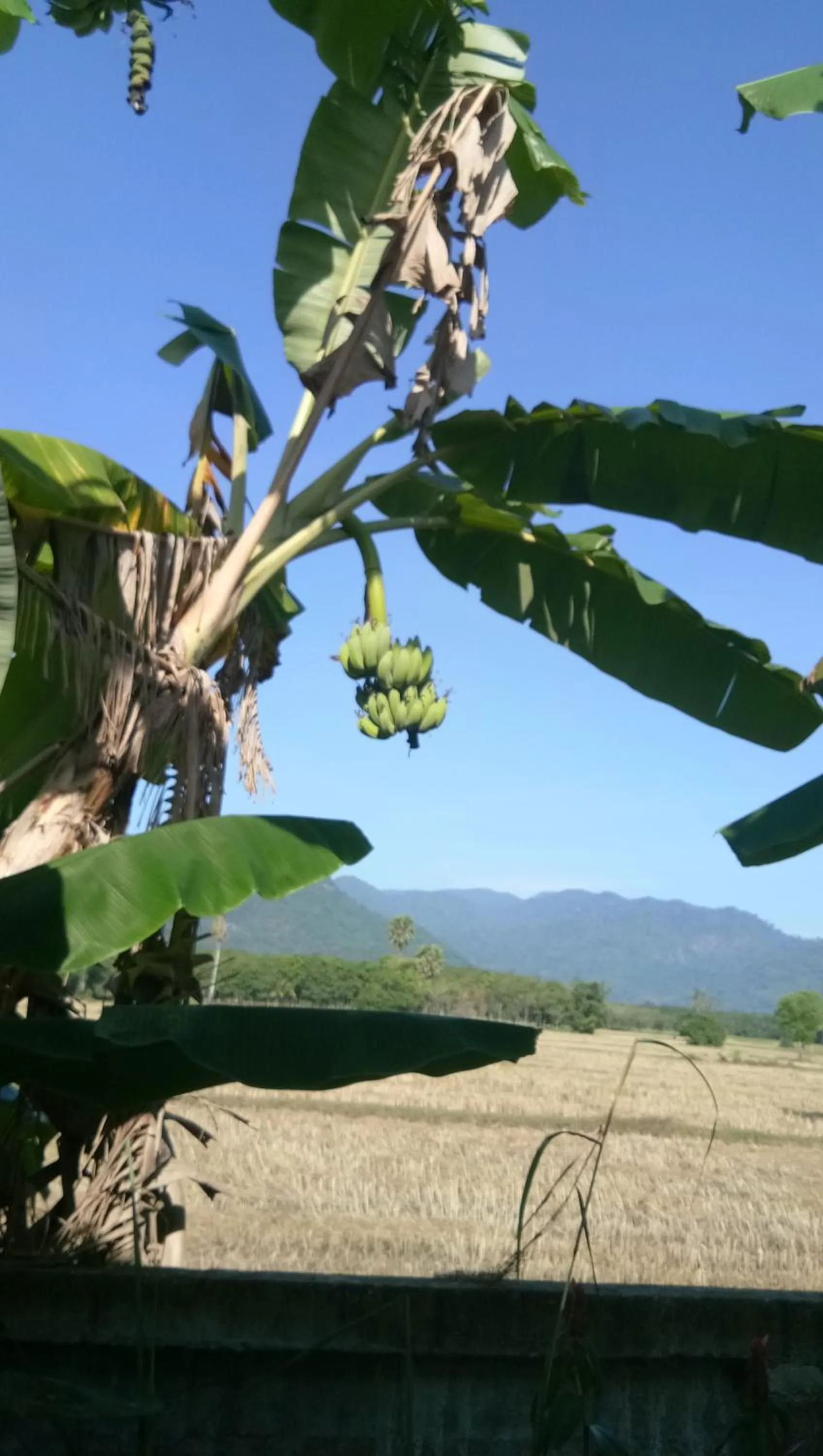 4 seasons mini house