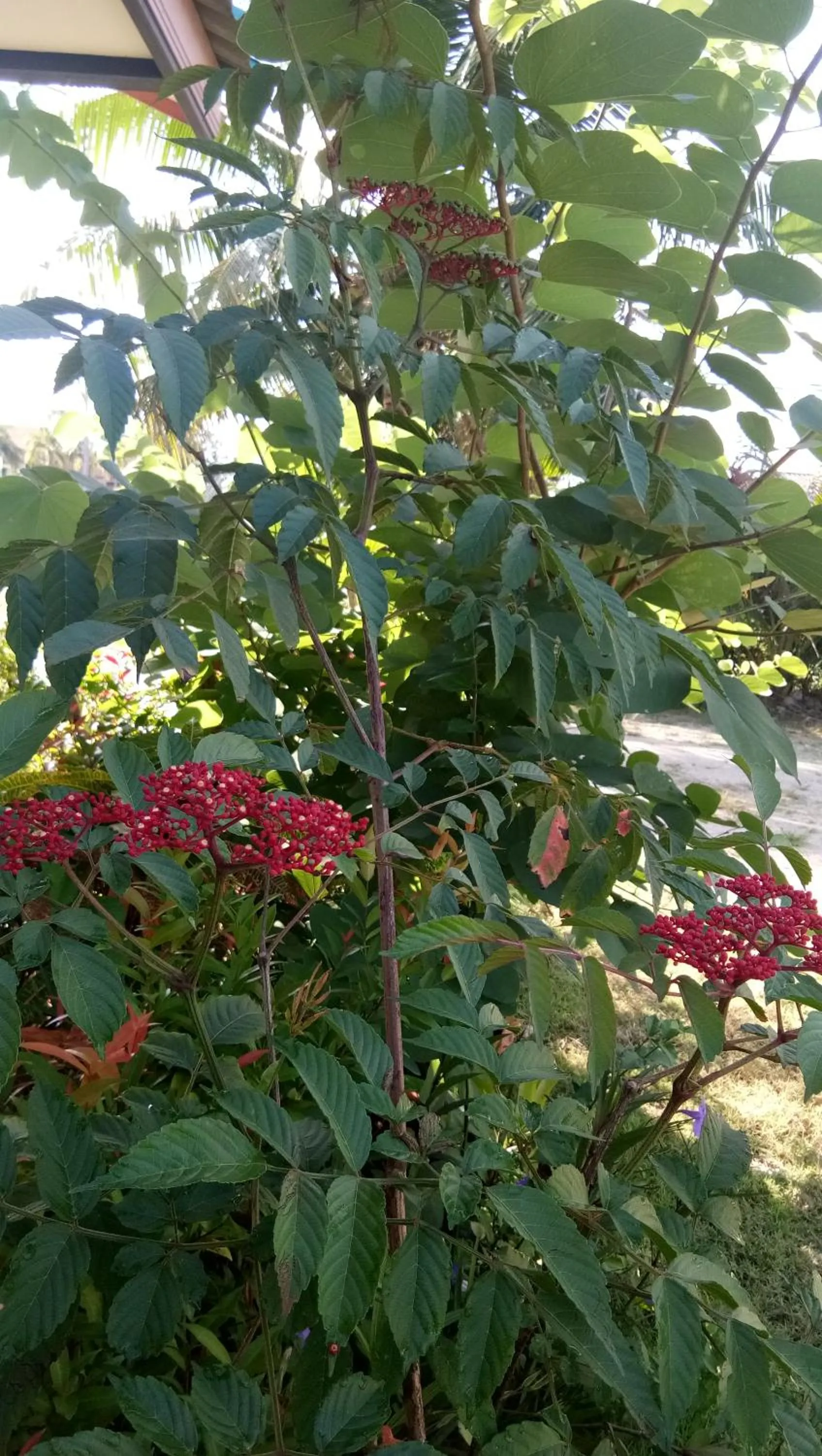 4 seasons mini house