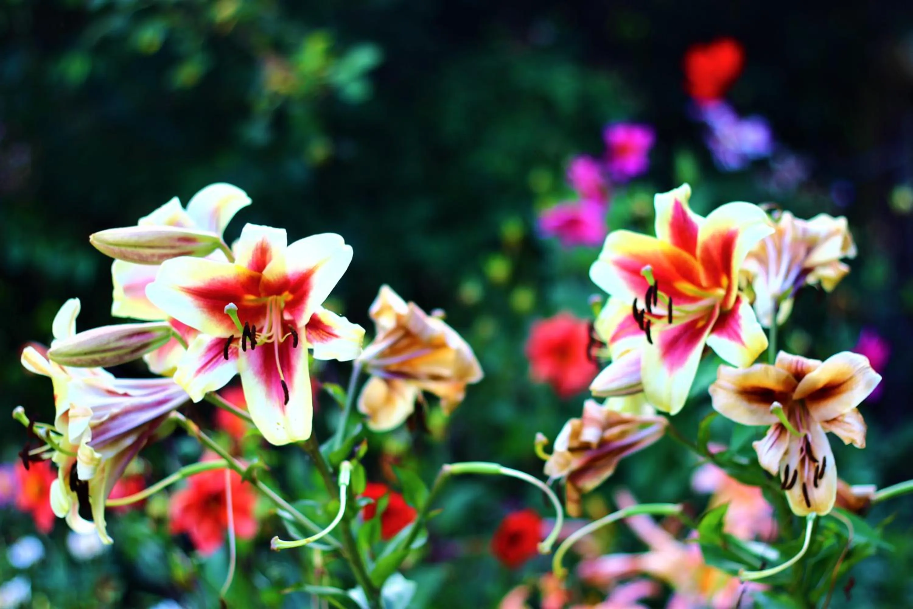 Duvauchelle Seaside Motel