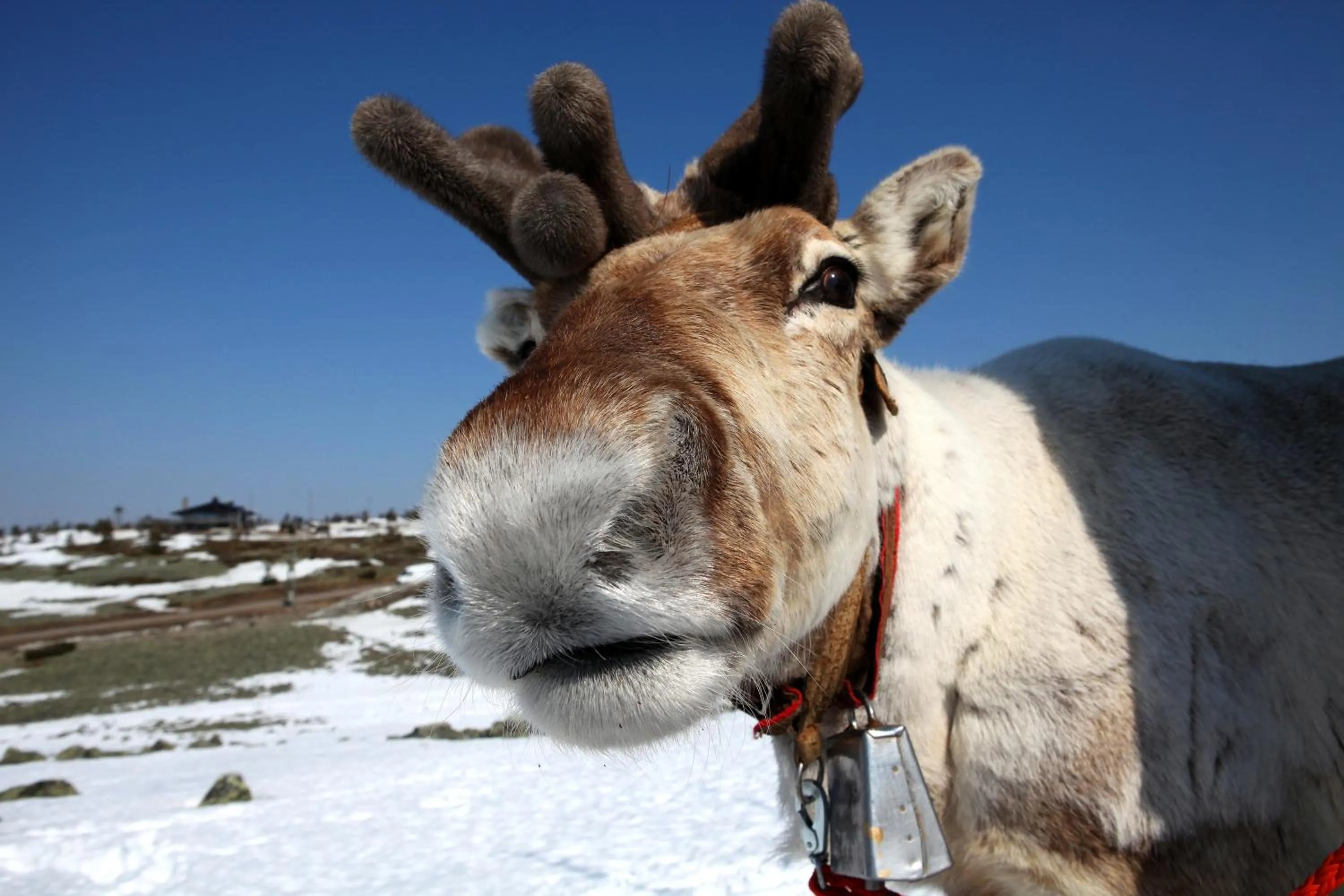 Animals in Levi Hotel Spa