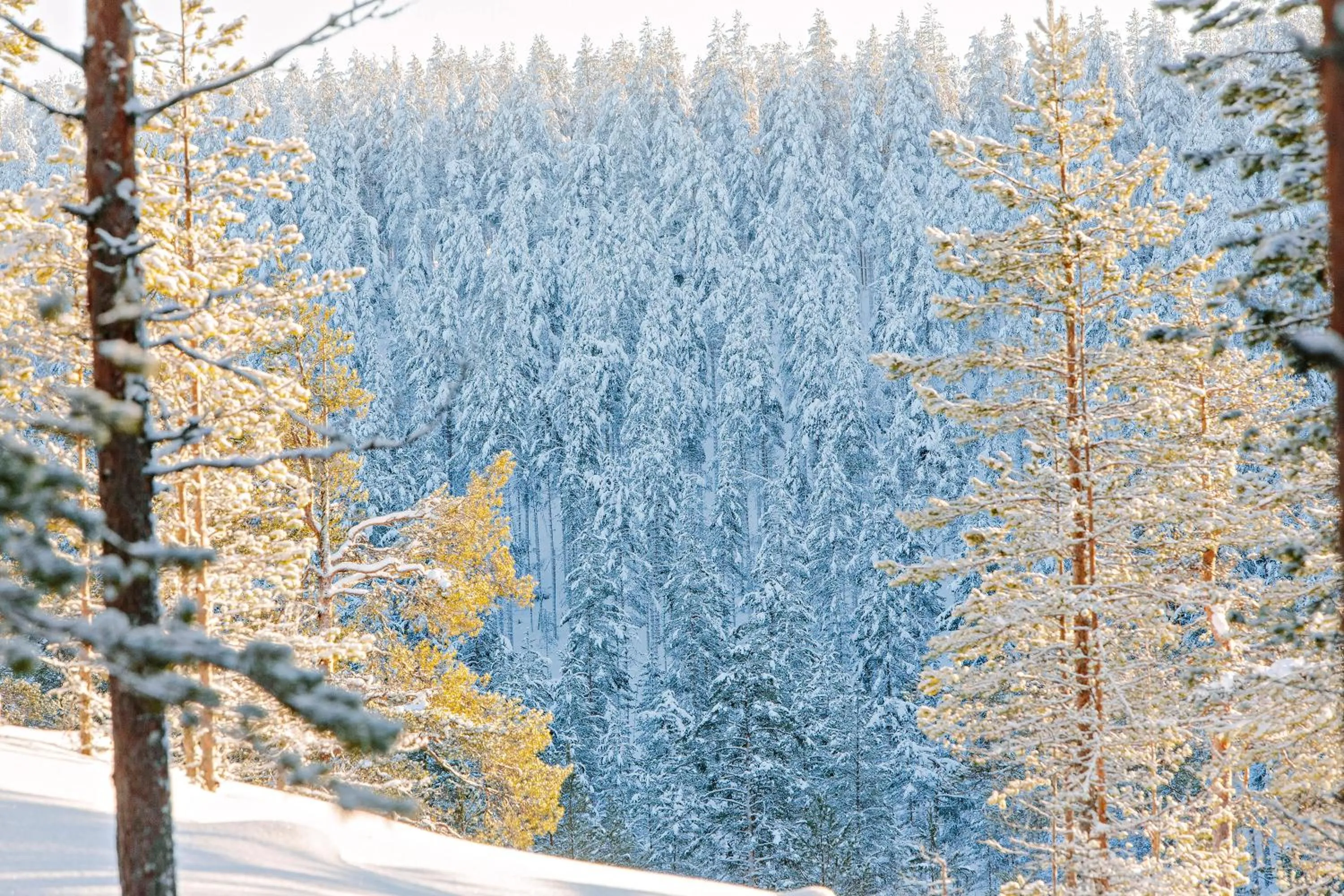 Winter in Rokua Health & Spa