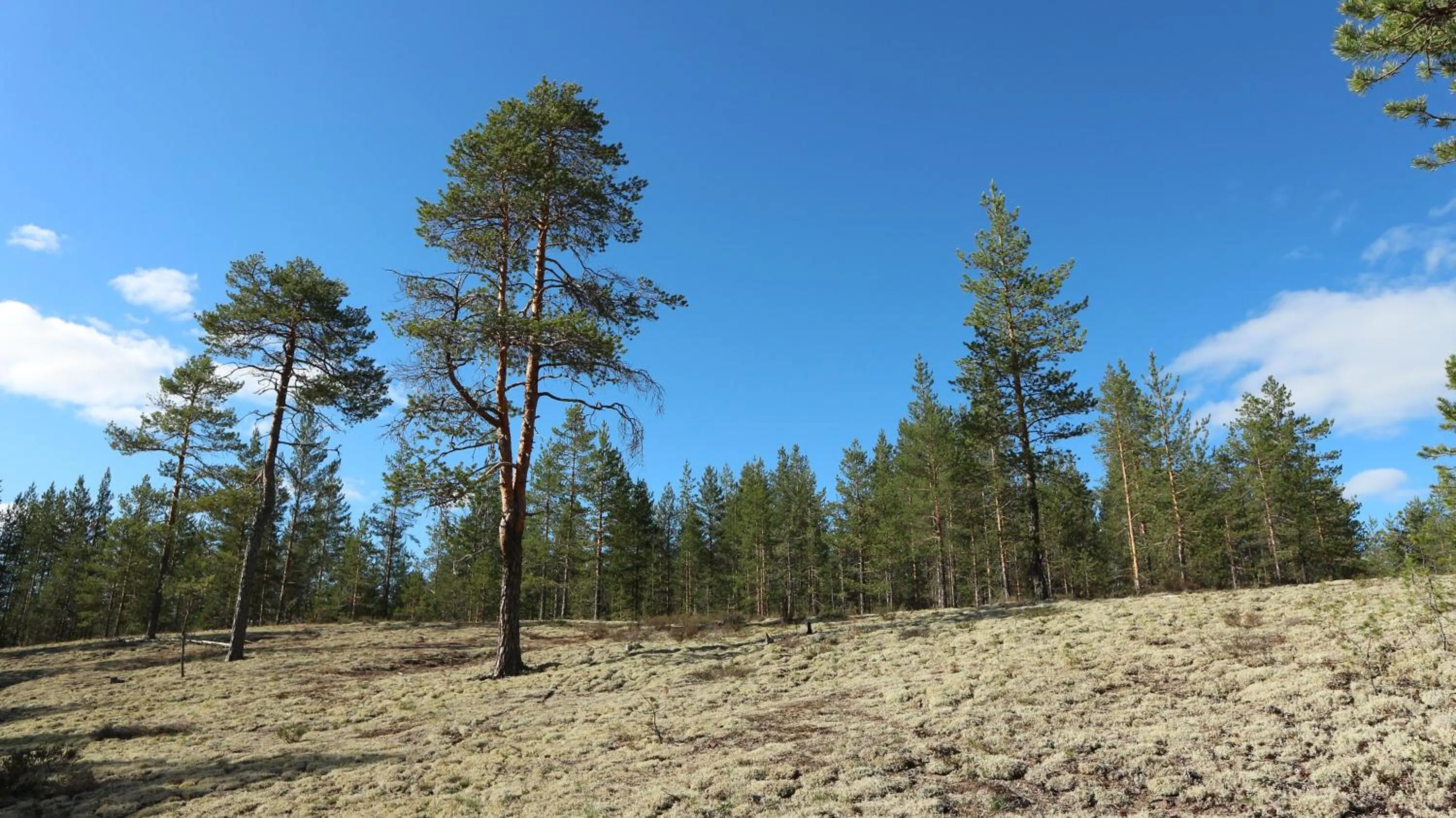 Natural landscape in Rokua Health & Spa