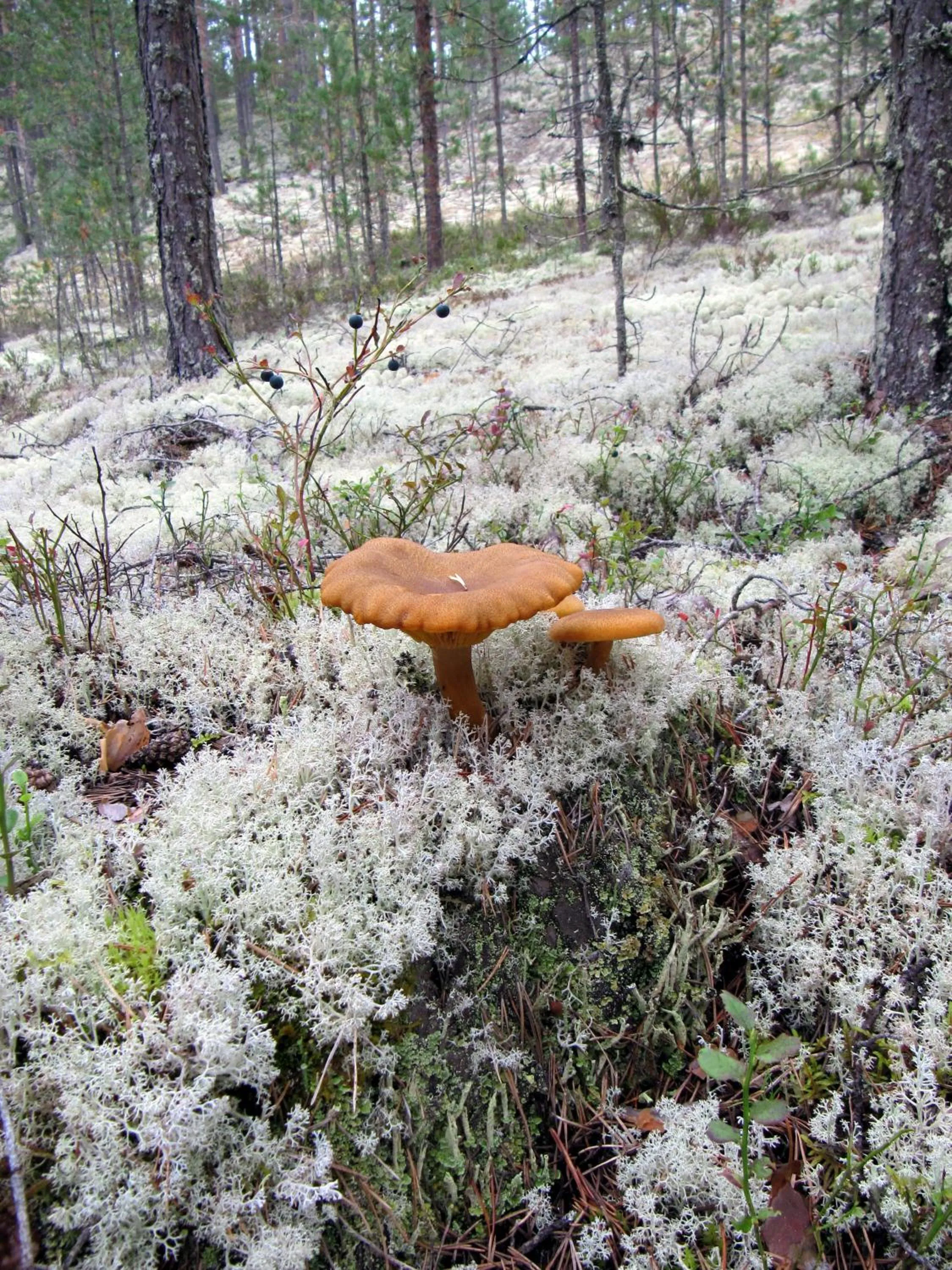 Autumn in Rokua Health & Spa