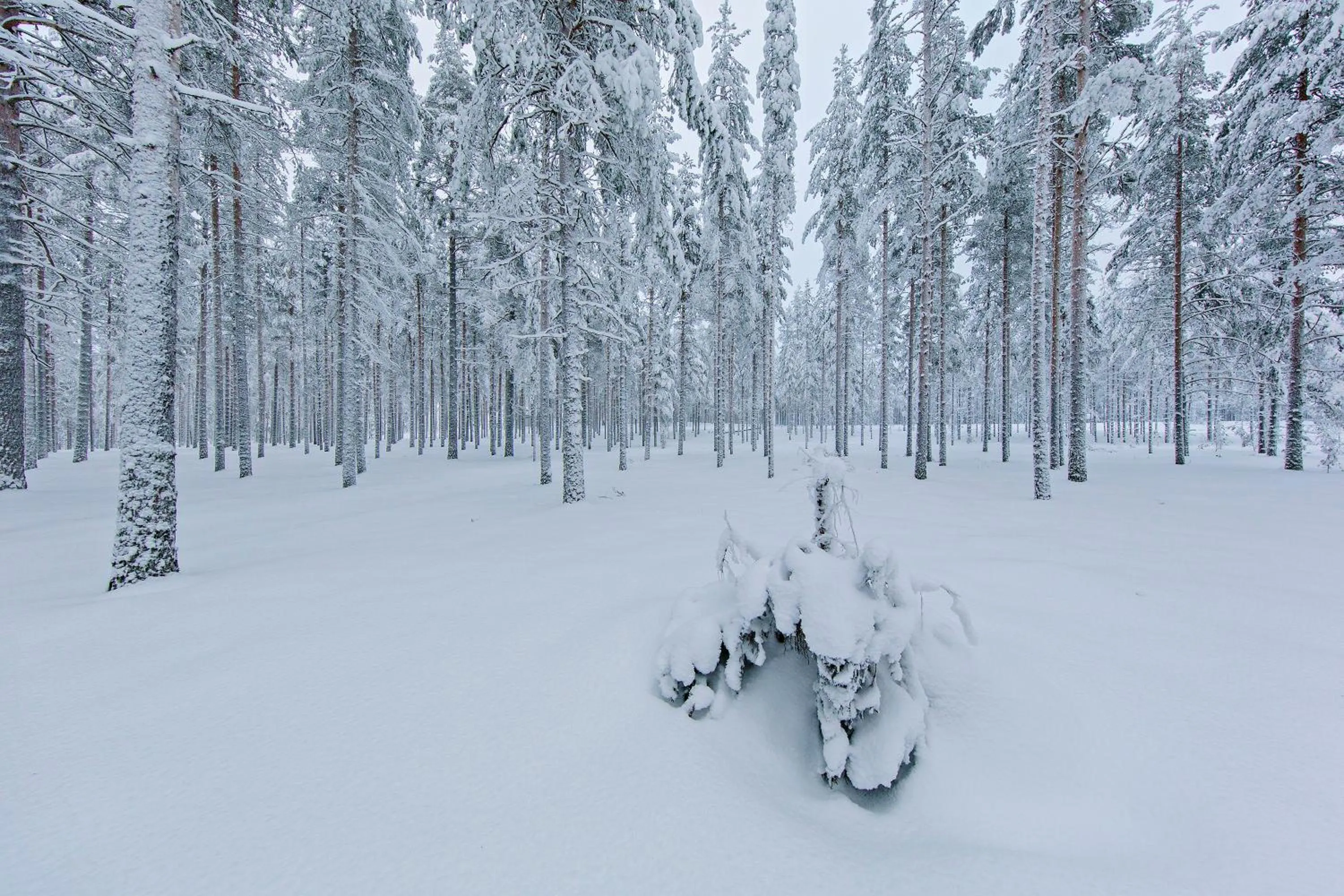 Winter in Rokua Health & Spa