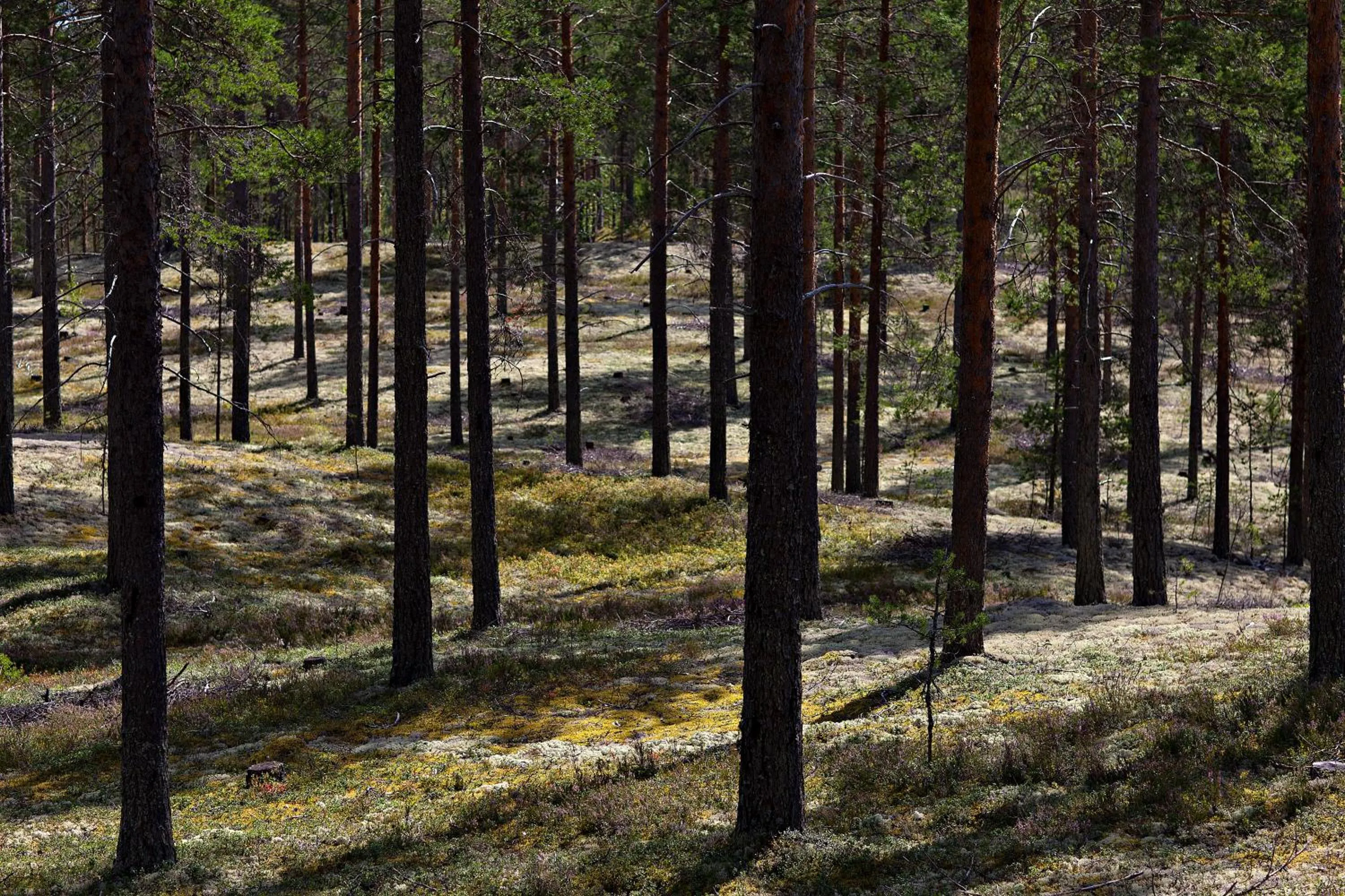 Natural landscape in Rokua Health & Spa