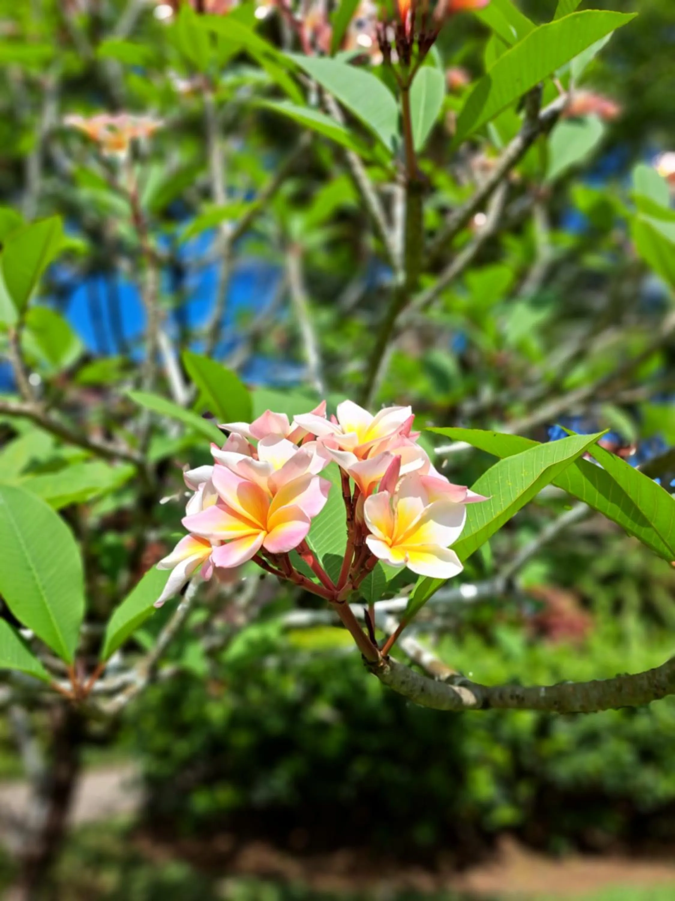 Jasmin Resort - SHA Plus