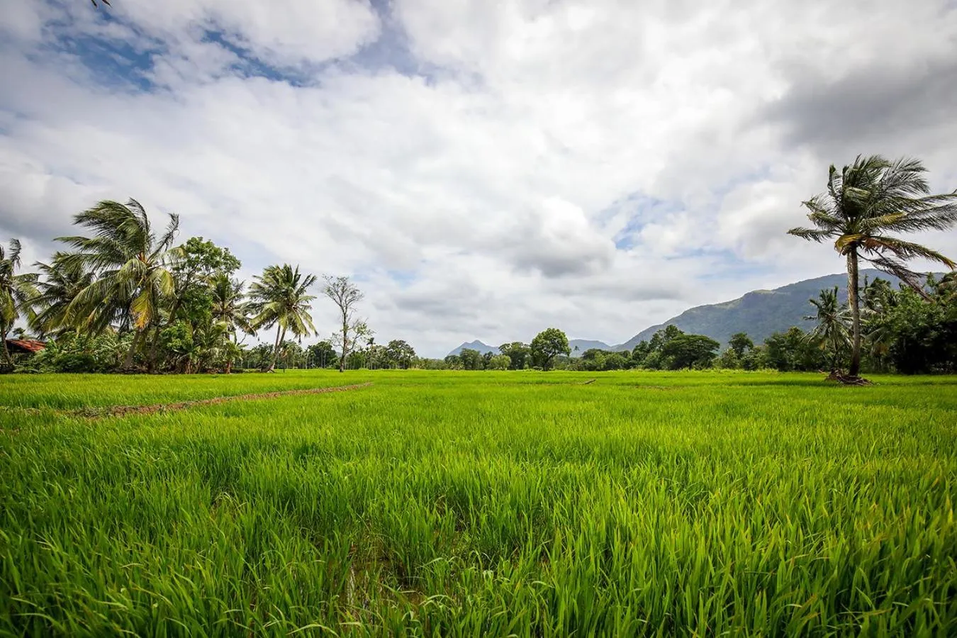 Natural landscape in Flamboyant Villas