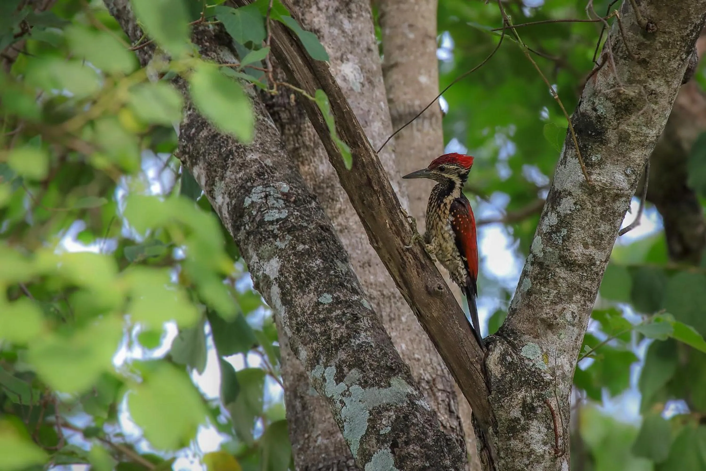 Activities in Flamboyant Villas