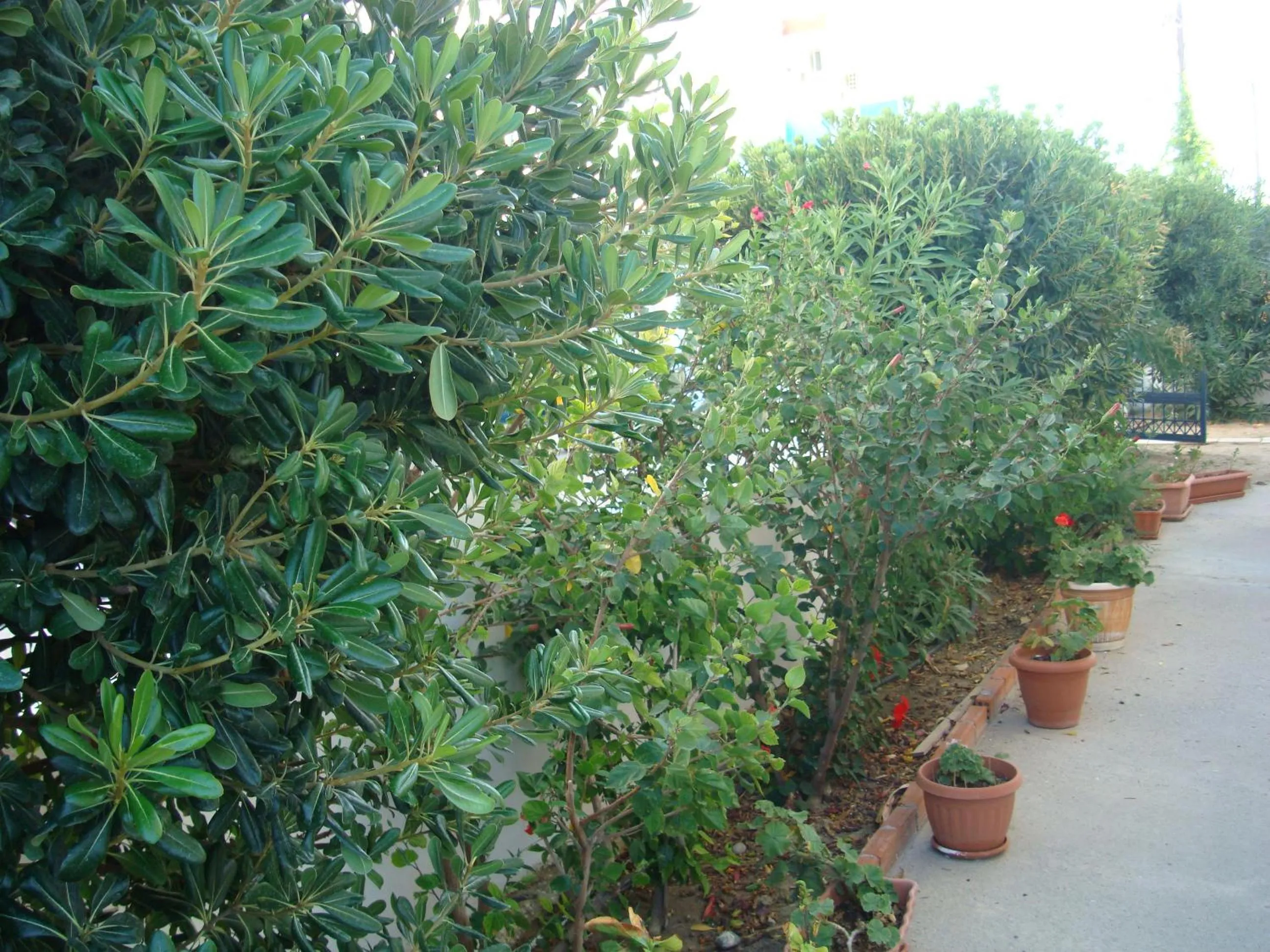 Garden in Philippos Studios & Apartments