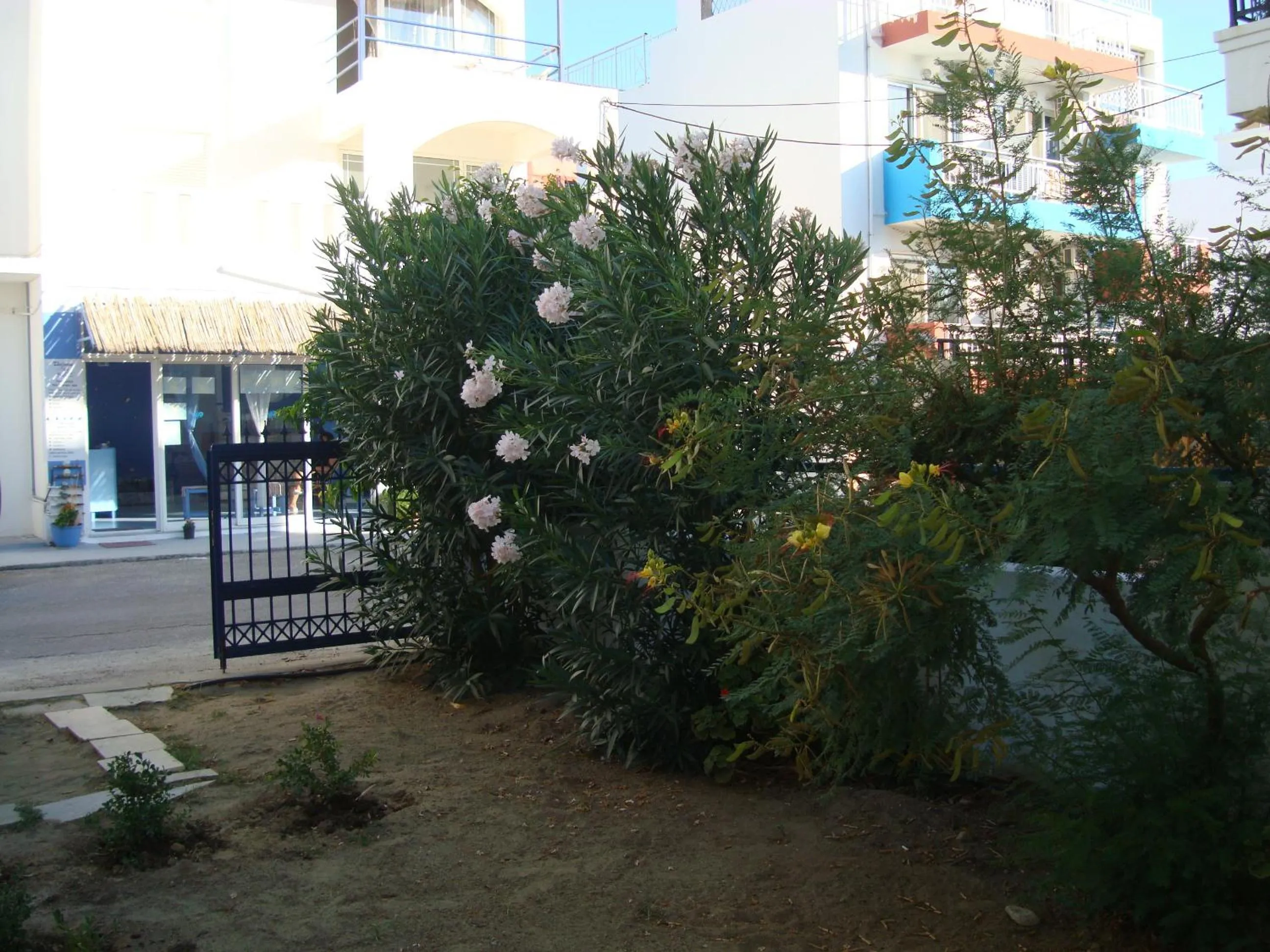 Garden in Philippos Studios & Apartments