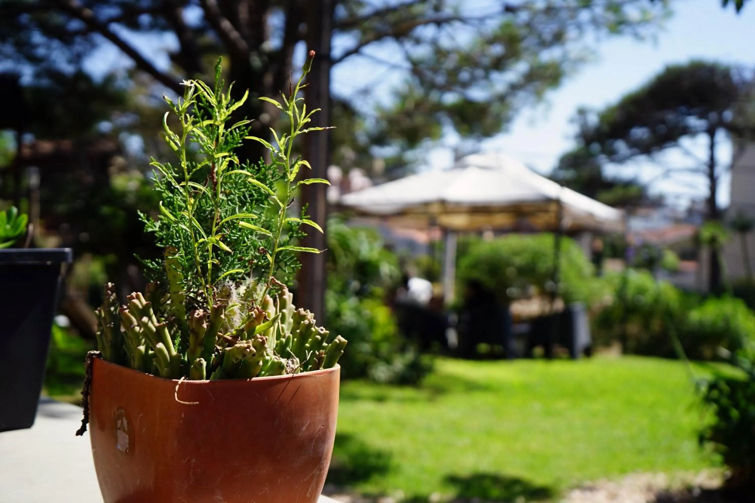 Garden in La Morada Apart Boutique & Spa